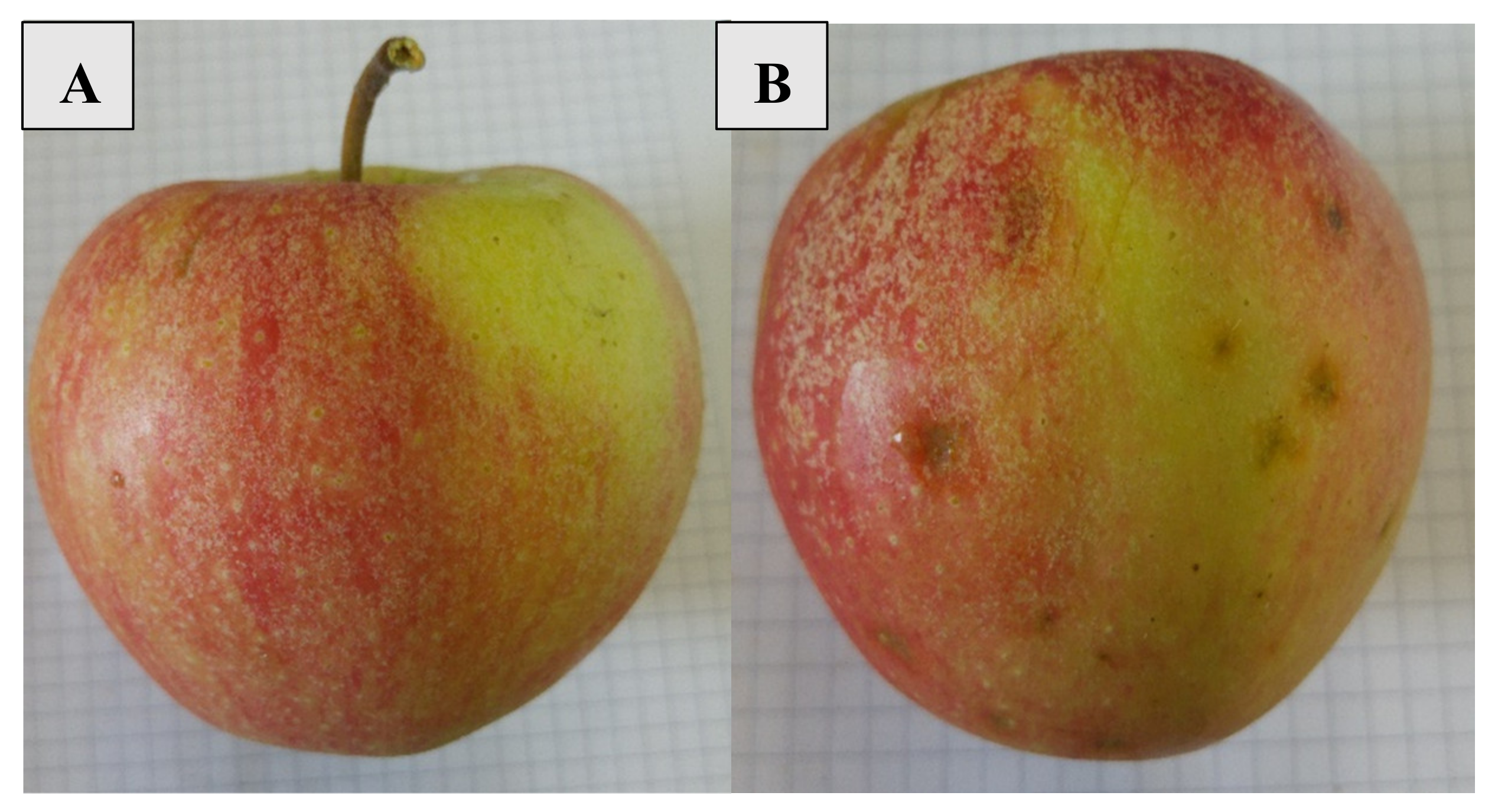 Horticulturae 07 00212 g001