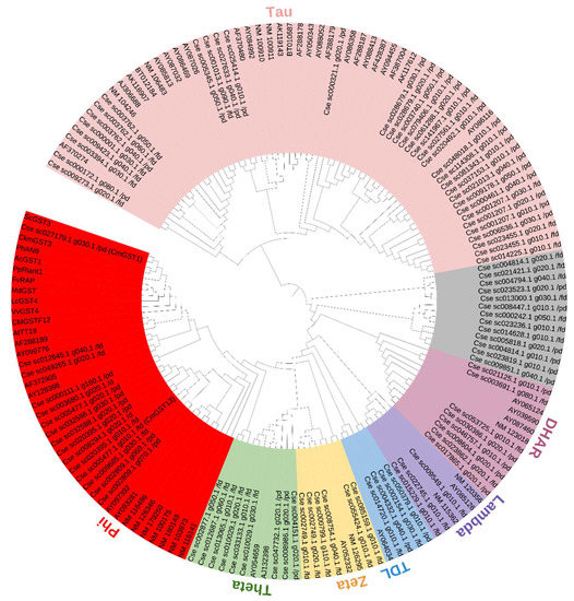 The Isolation and Identification of Anthocyanin-Related GSTs