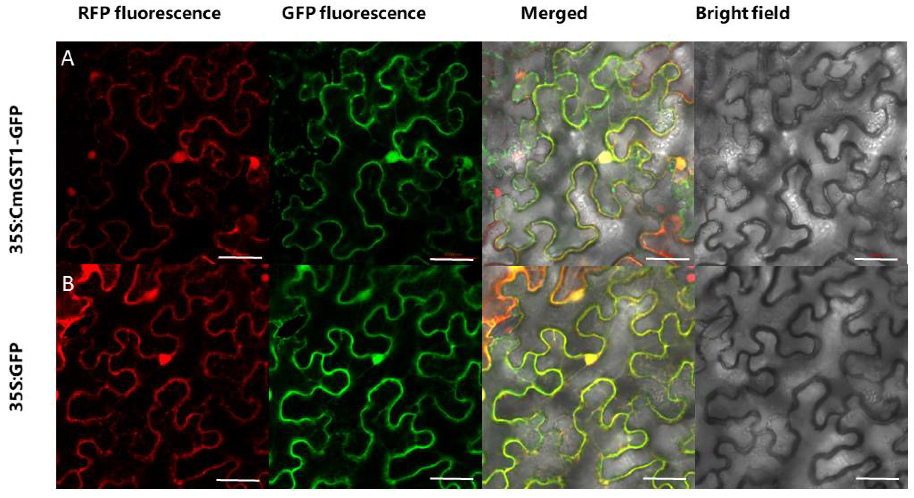 Horticulturae 07 00231 g004