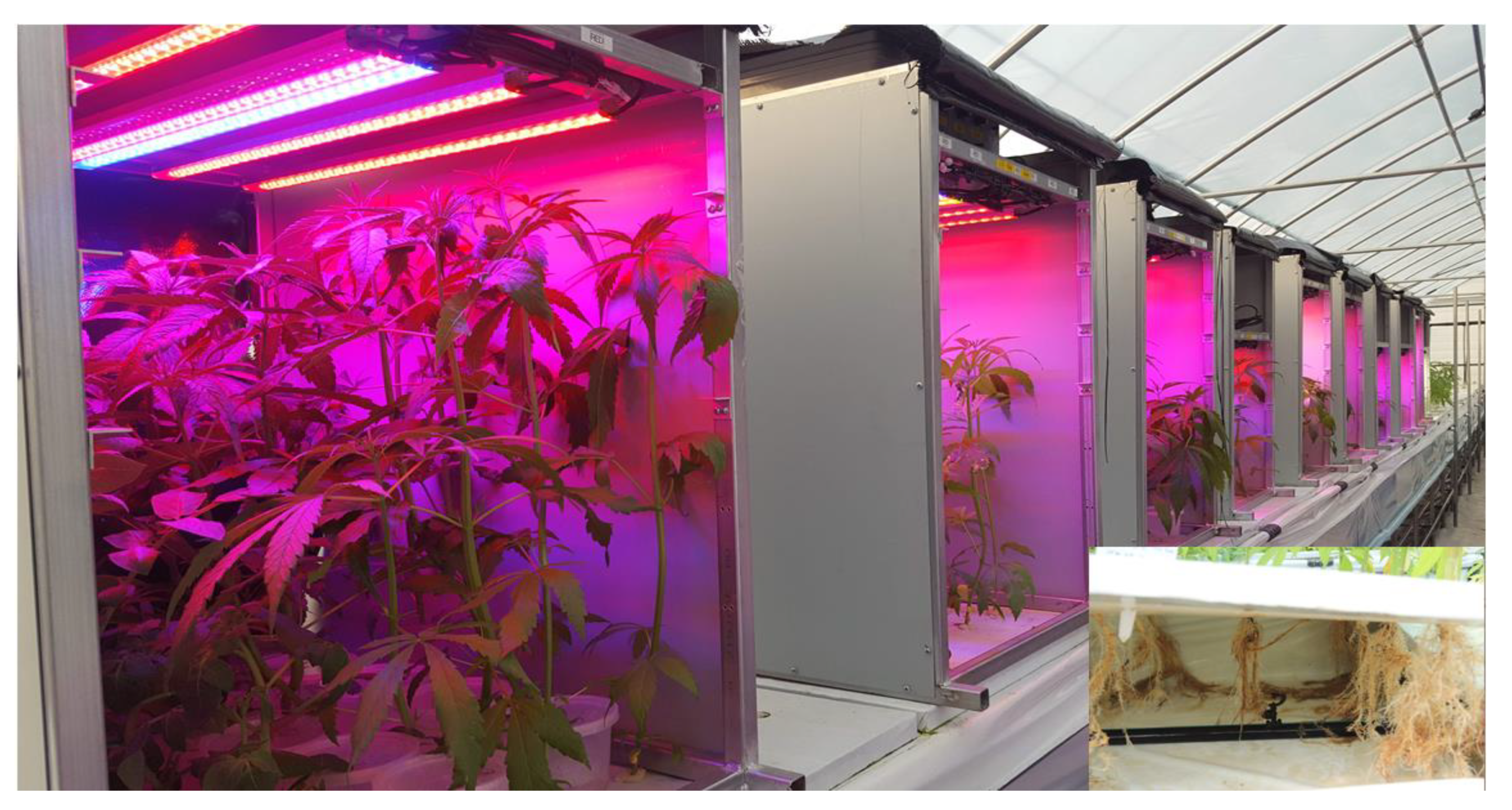 Horticulturae 07 00239 g001