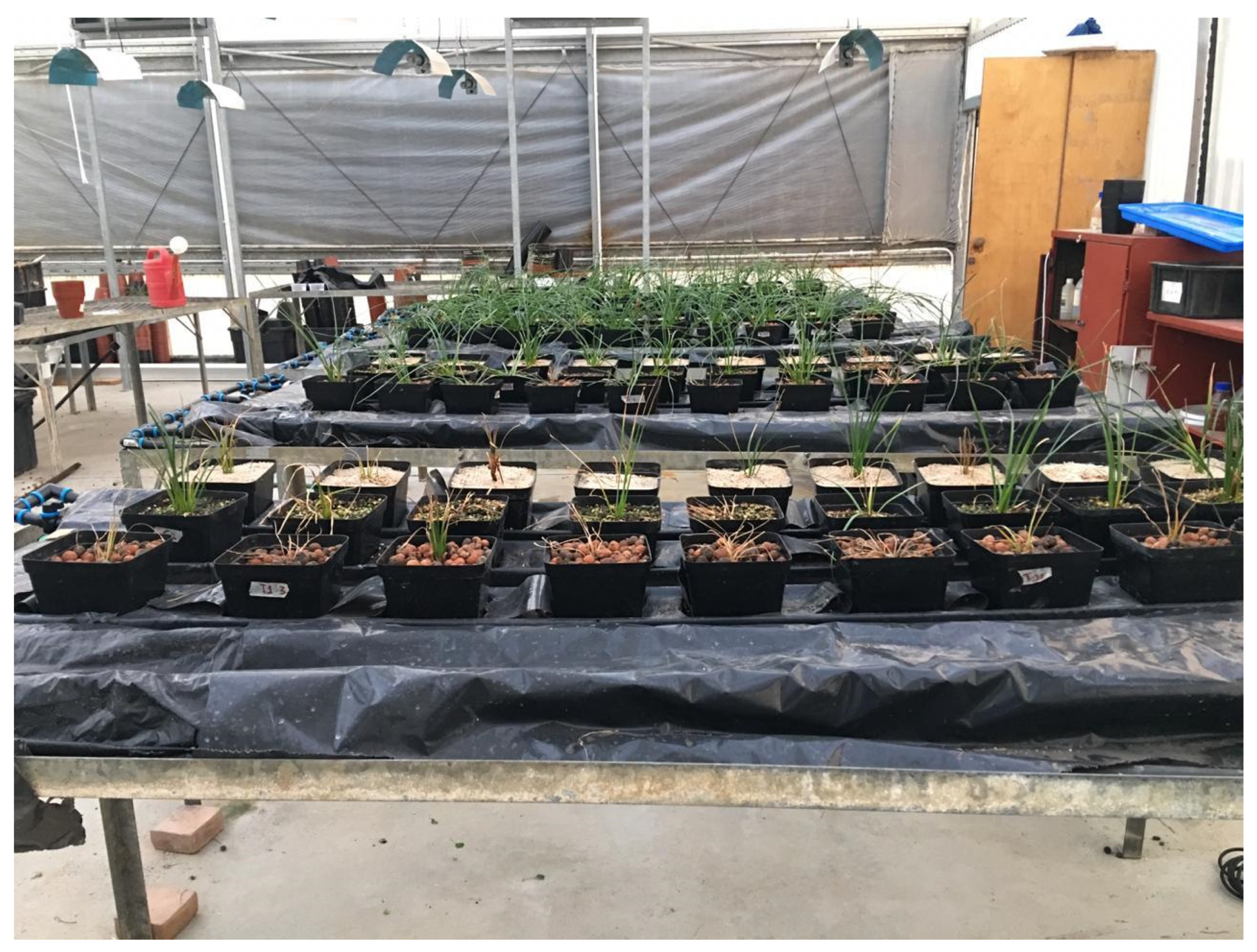 Horticulturae 07 00244 g002