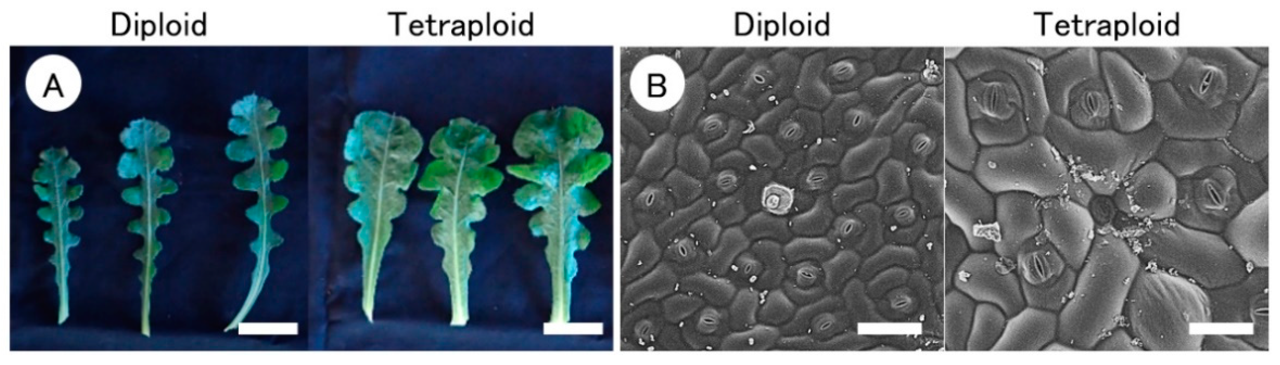Horticulturae 07 00248 g002 Horticulturae 07 00248 g002