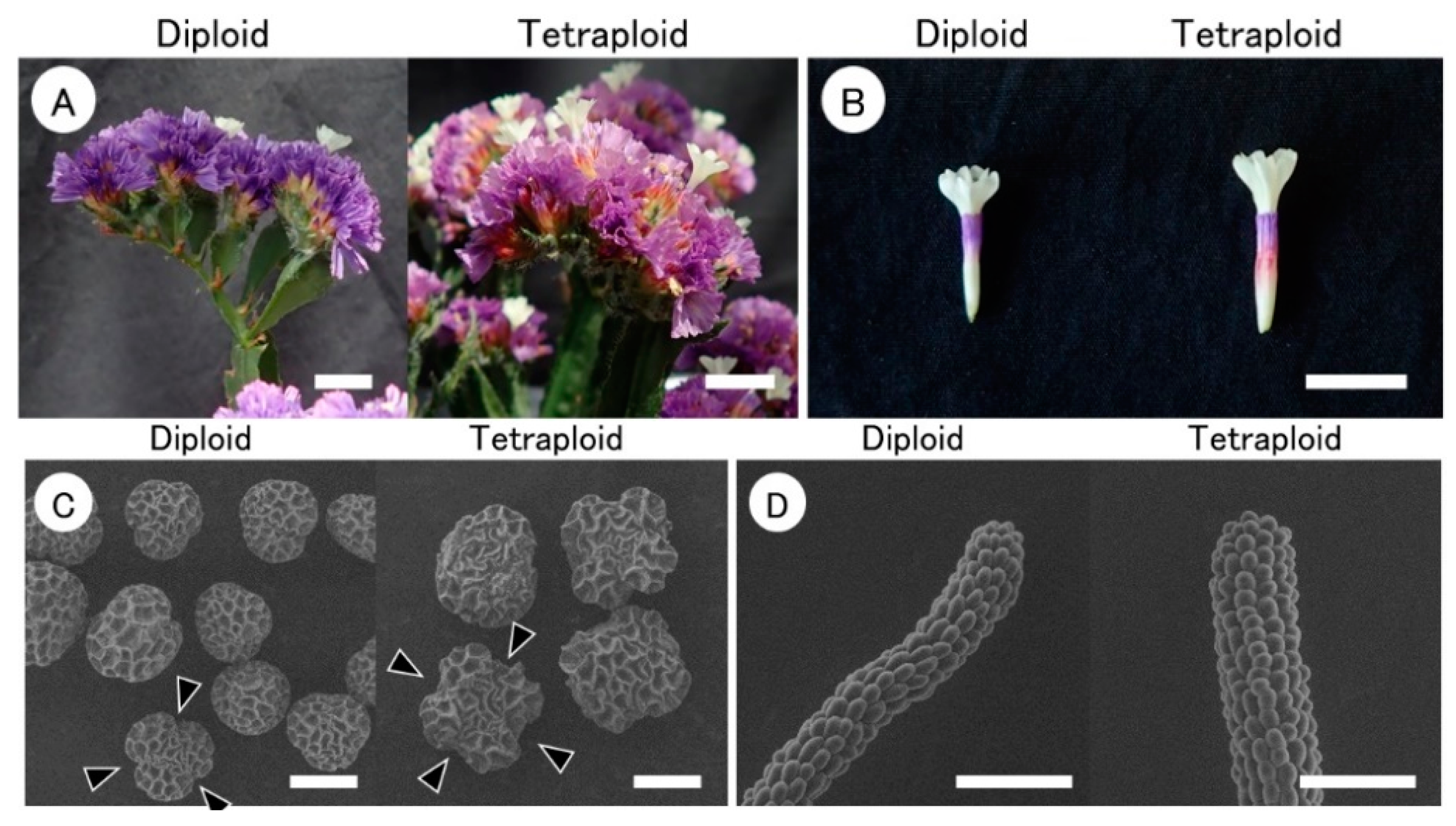 Horticulturae 07 00248 g003 Horticulturae 07 00248 g003