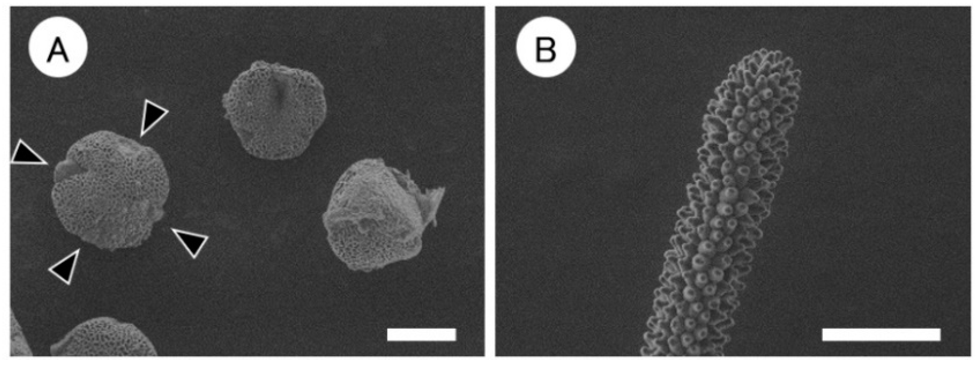 Horticulturae 07 00248 g004 Horticulturae 07 00248 g004