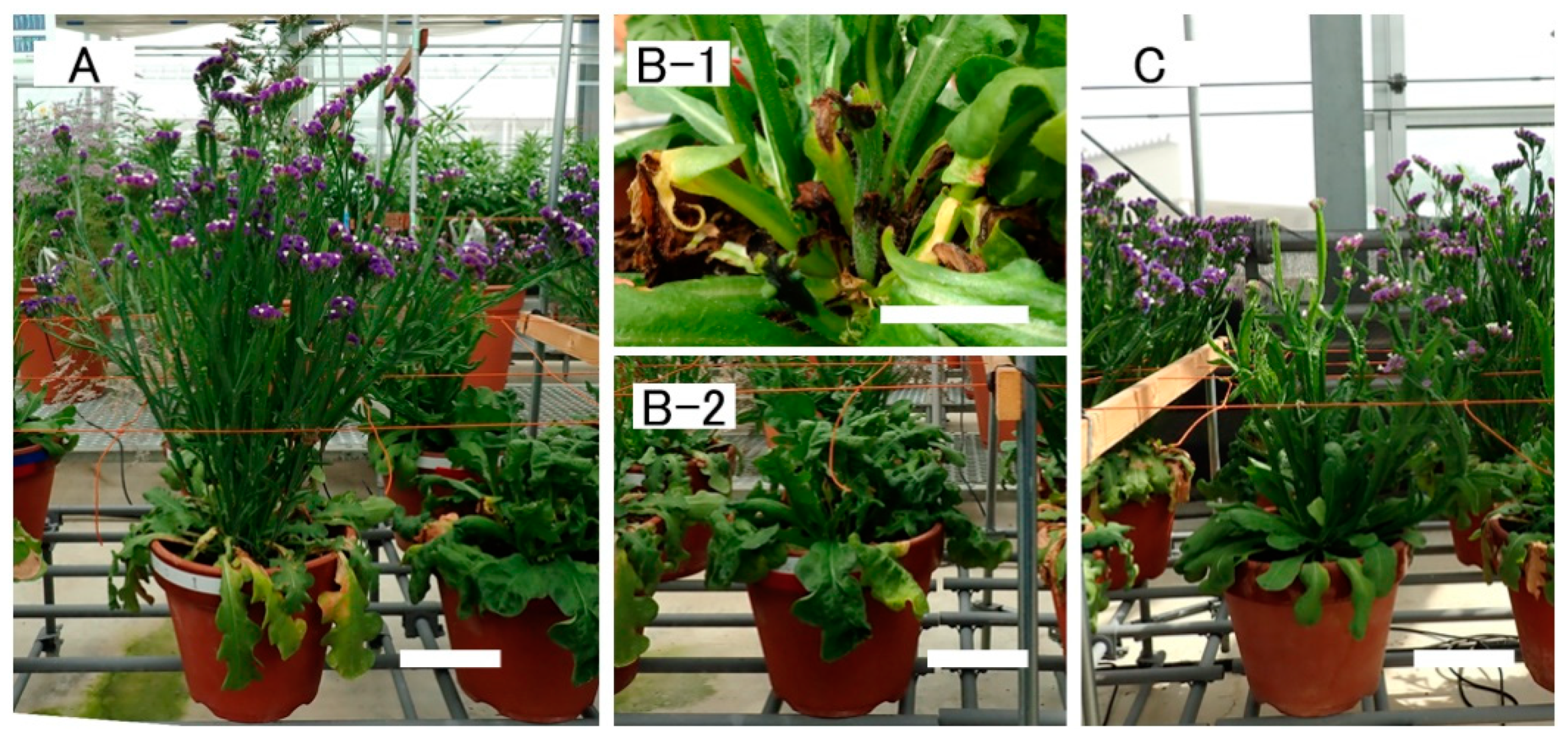Horticulturae 07 00248 g005 Horticulturae 07 00248 g005