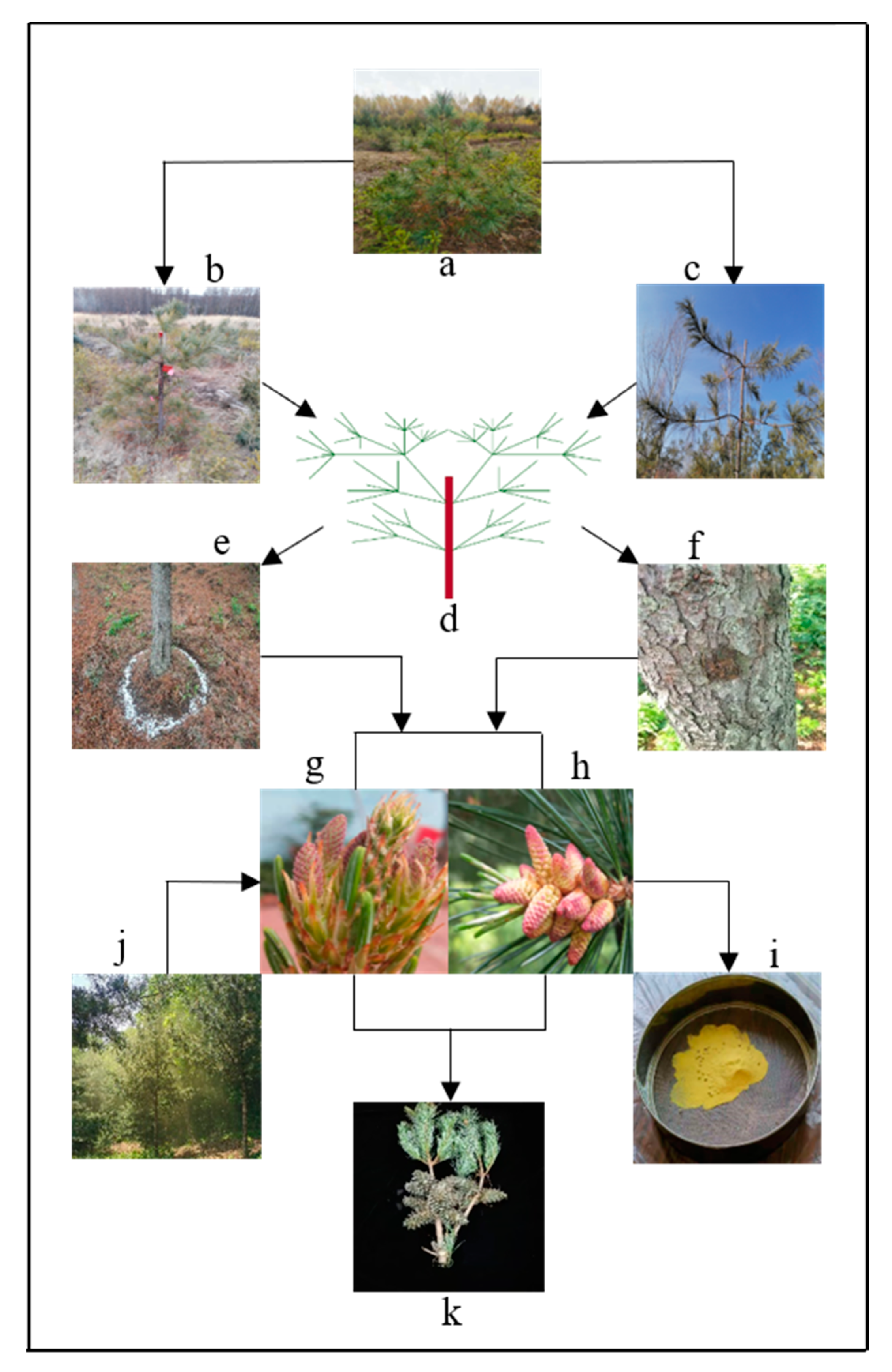 Horticulturae 07 00252 g001 Horticulturae 07 00252 g001