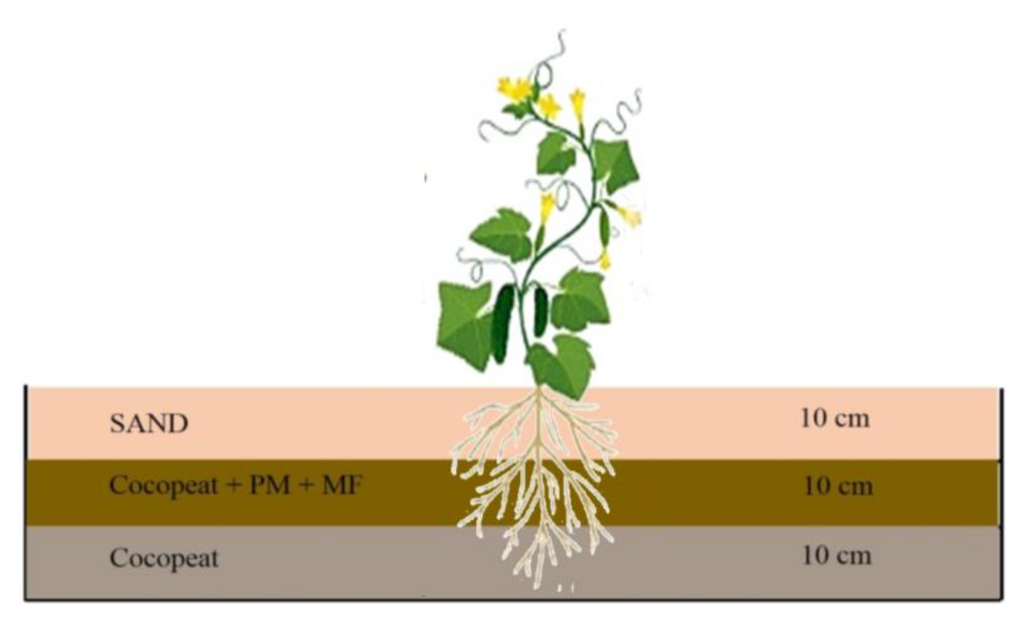 Horticulturae Free FullText Productivity Enhancement of Cucumber