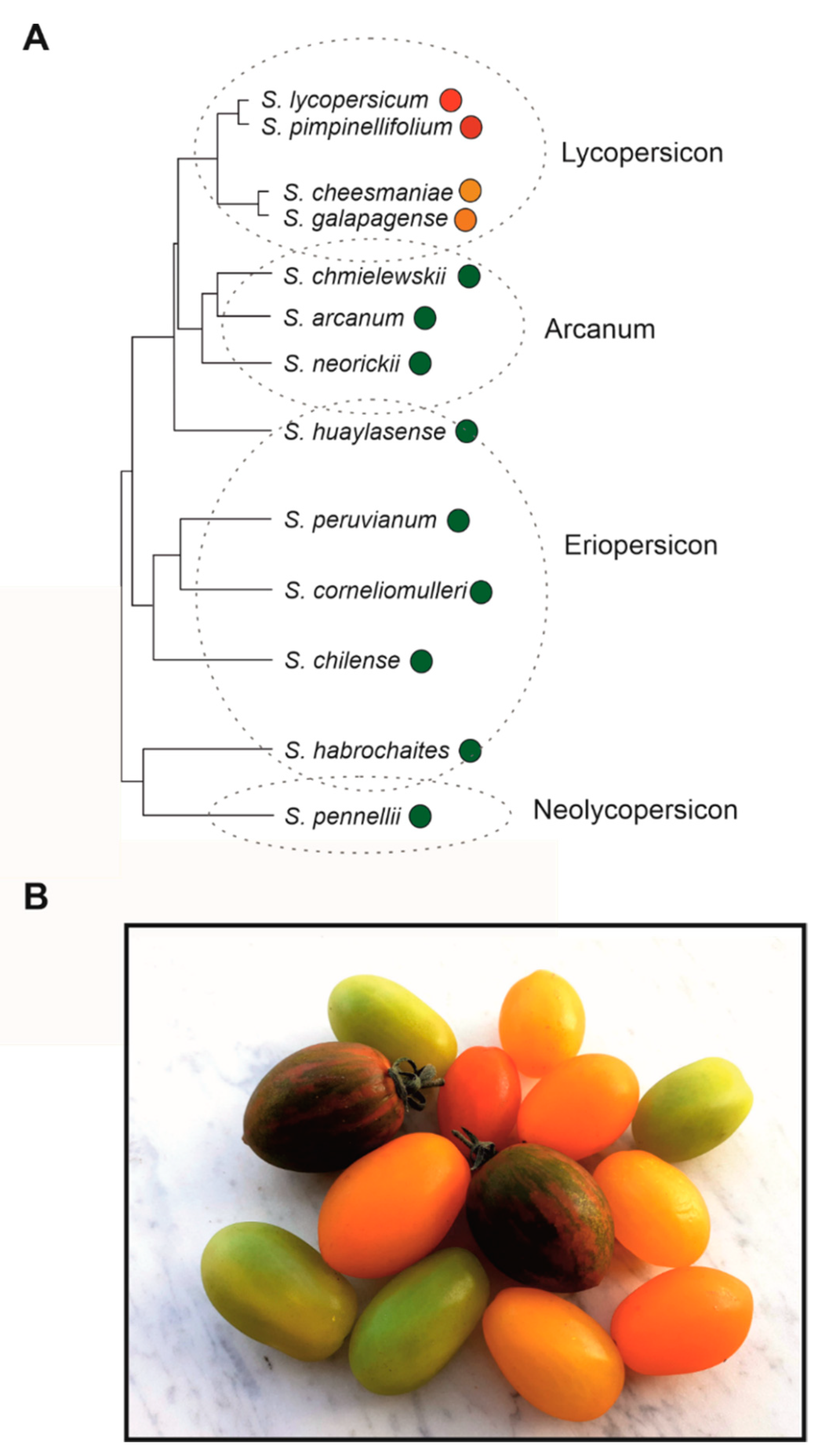 Horticulturae Free FullText Fruit Colour and Novel Mechanisms of
