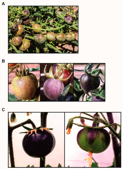 Horticulturae 07 00259 g003 550