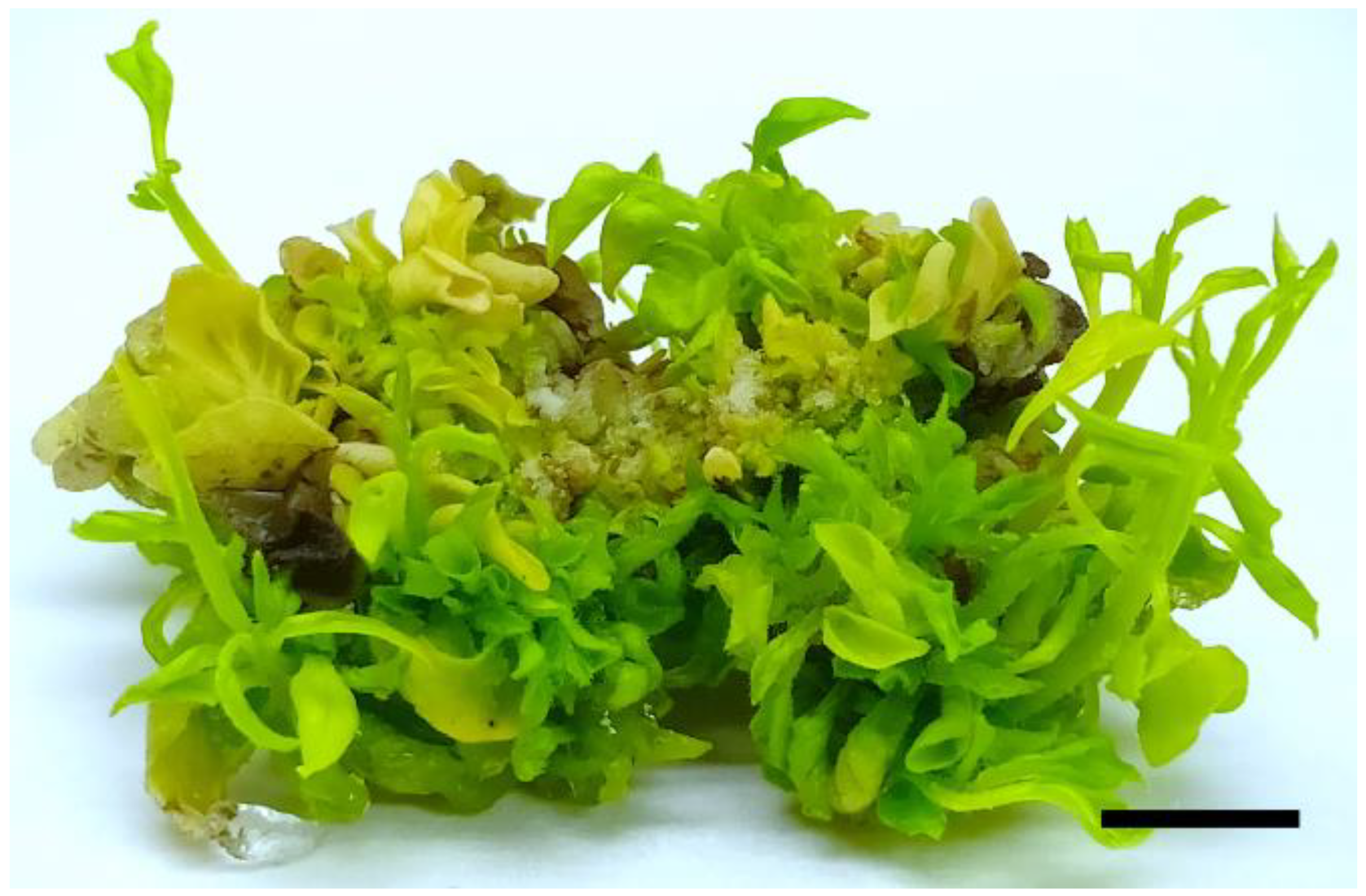 Horticulturae 07 00261 g001 Horticulturae 07 00261 g001