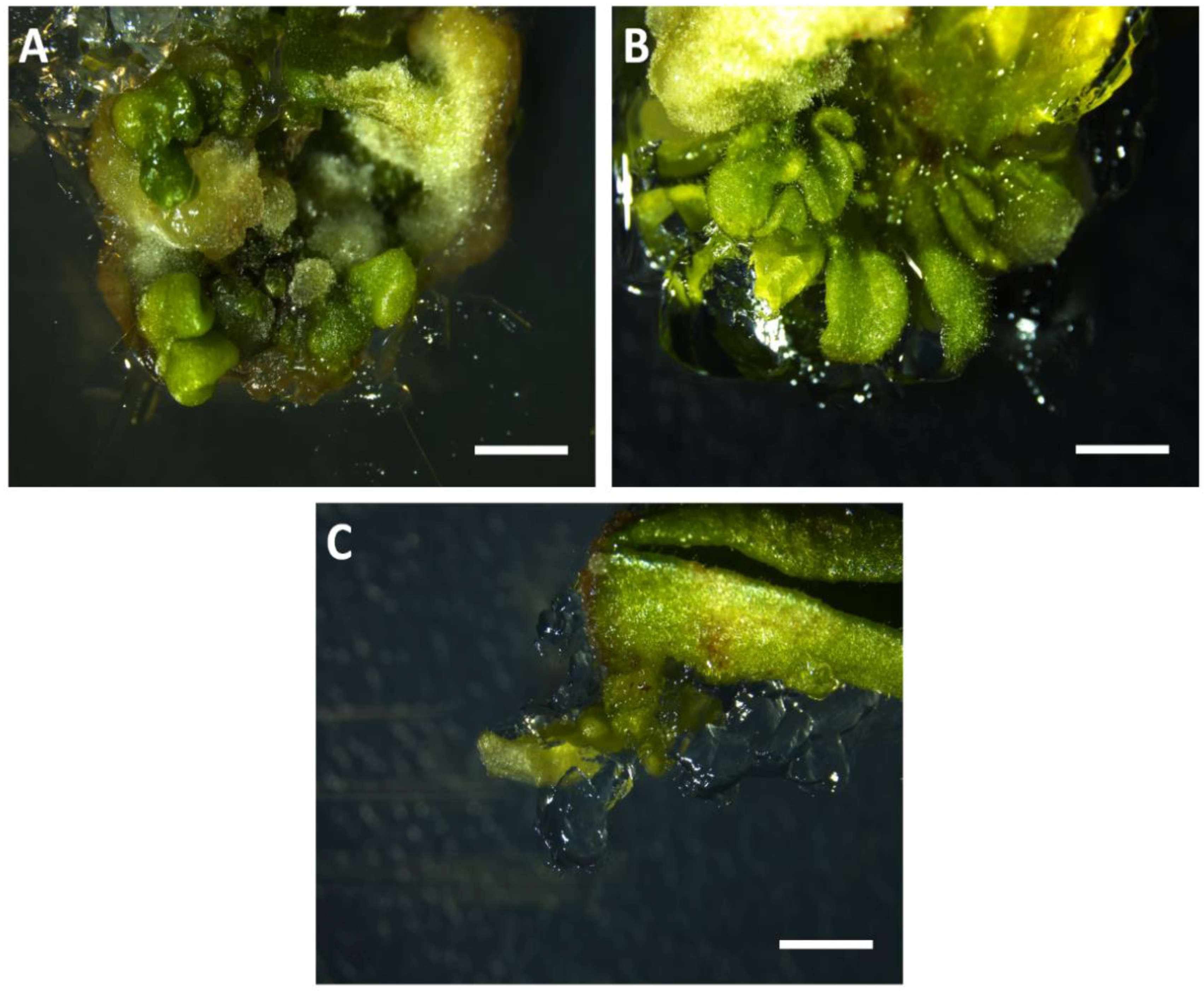 Horticulturae 07 00261 g004 Horticulturae 07 00261 g004