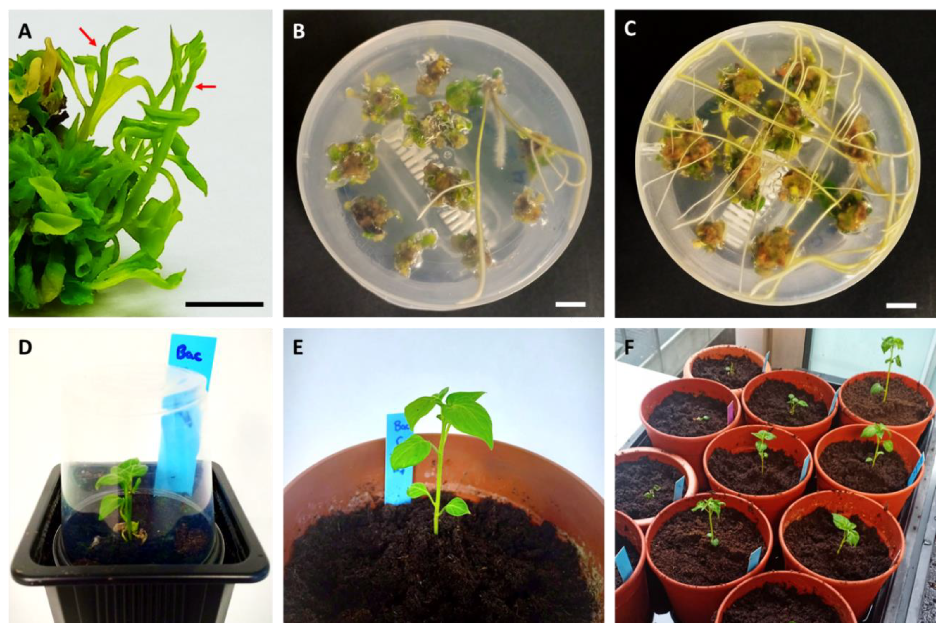 Horticulturae 07 00261 g005 Horticulturae 07 00261 g005