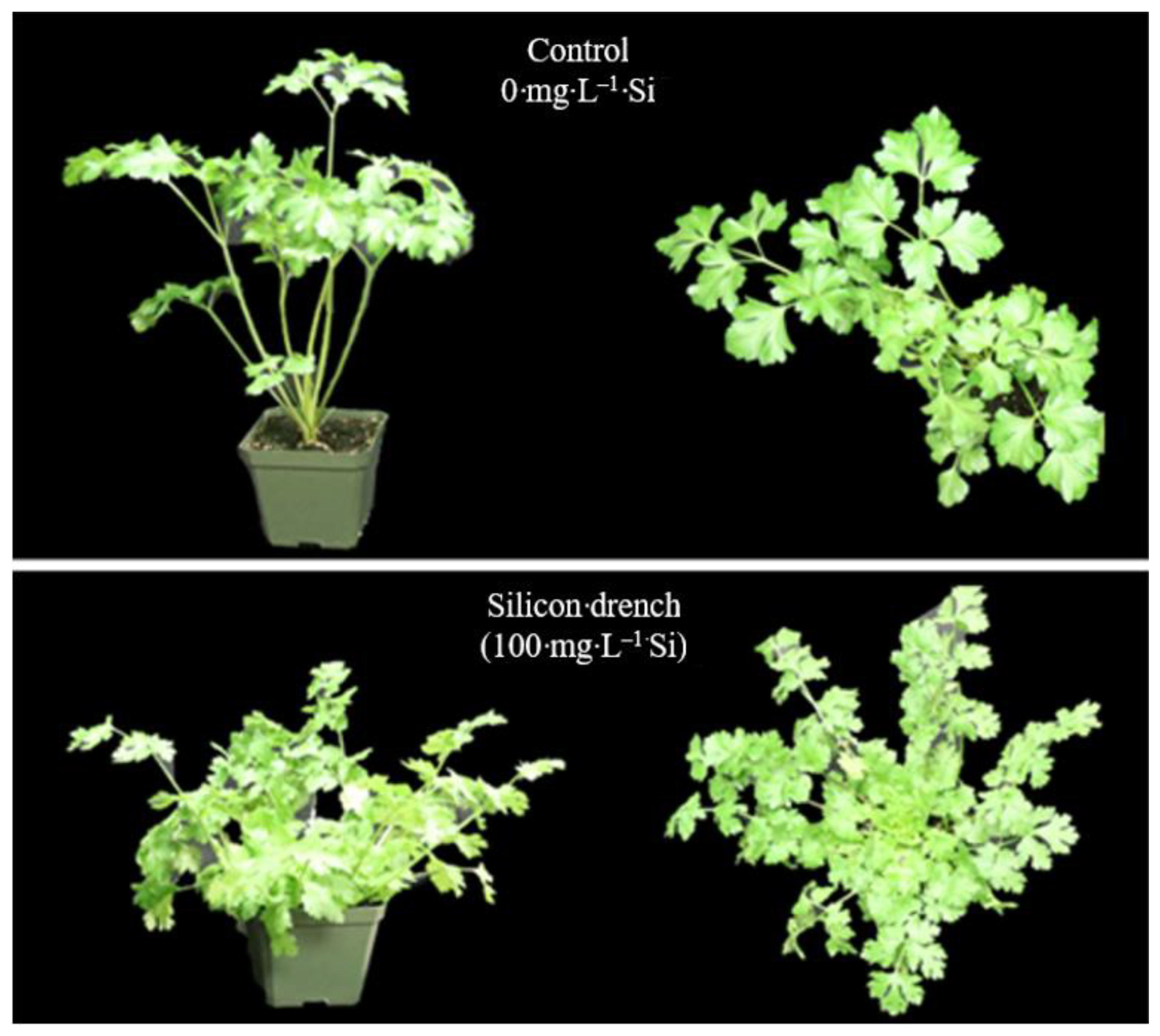 Horticulturae 07 00263 g001 550