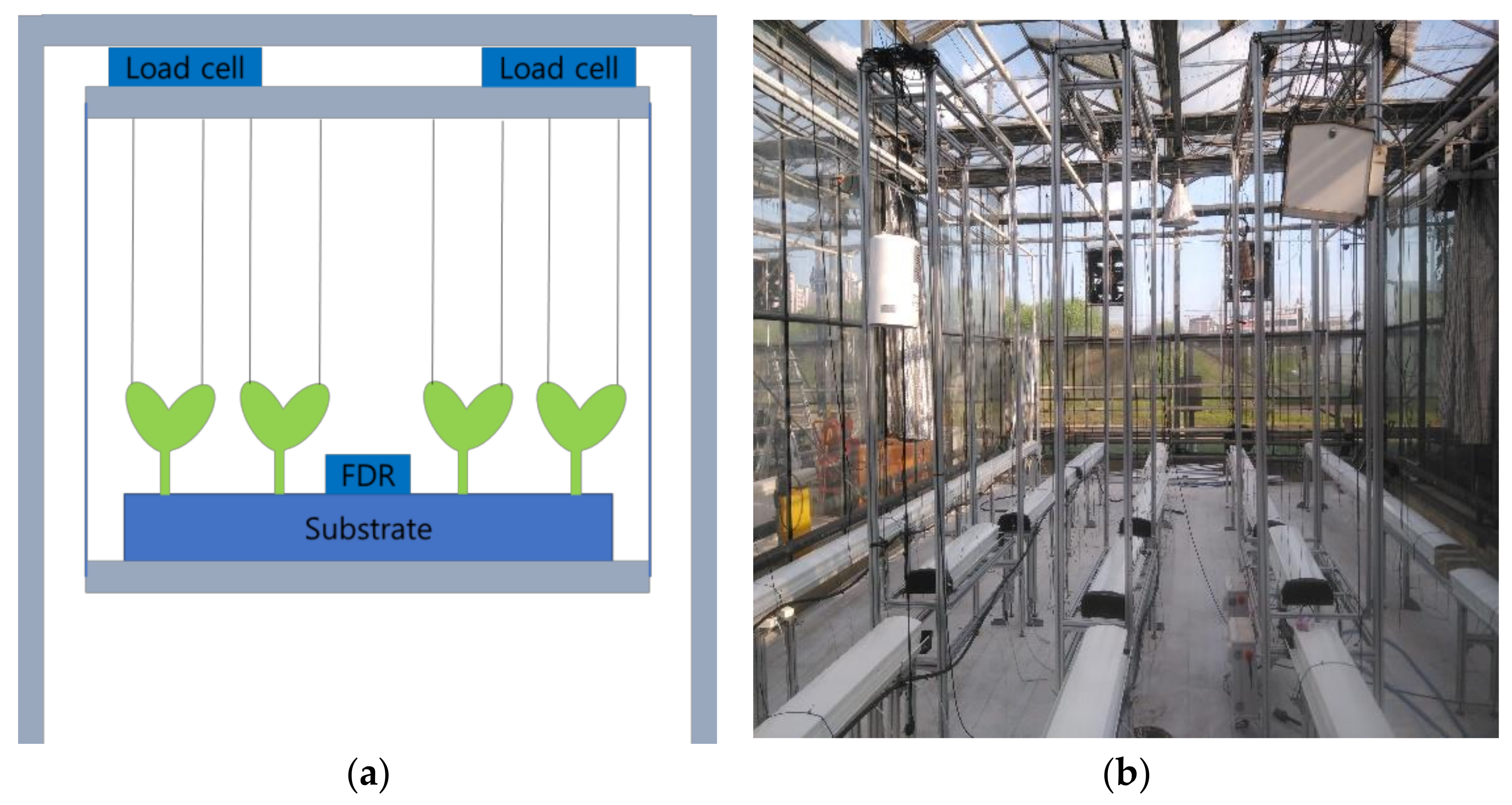 Horticulturae 07 00284 g001 Horticulturae 07 00284 g001