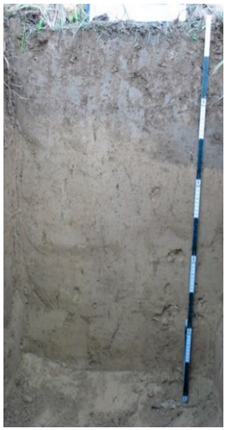 Horticulturae 07 00285 i001 Horticulturae 07 00285 i001