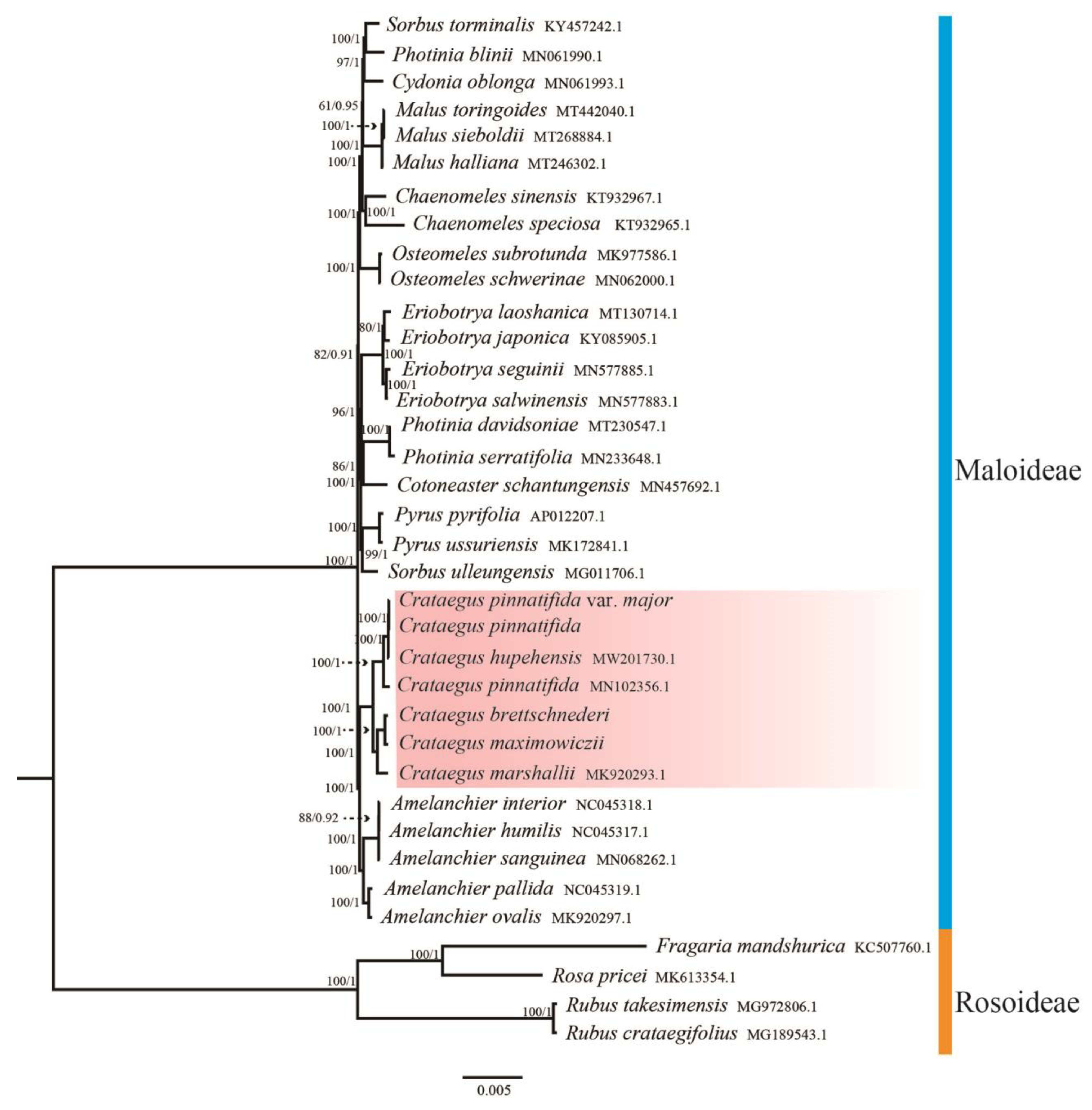Horticulturae 07 00301 g008
