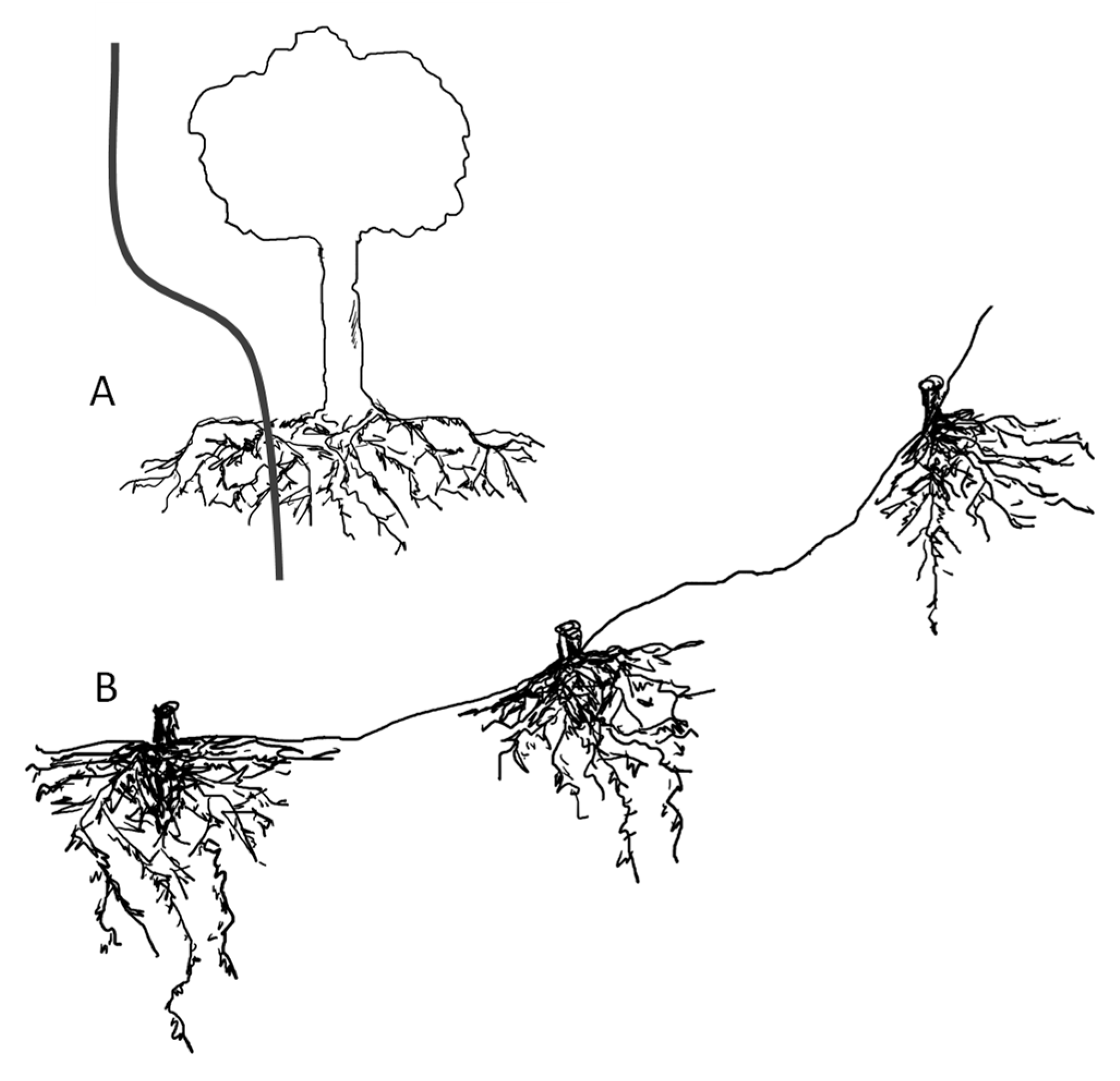 Horticulturae 07 00310 g002