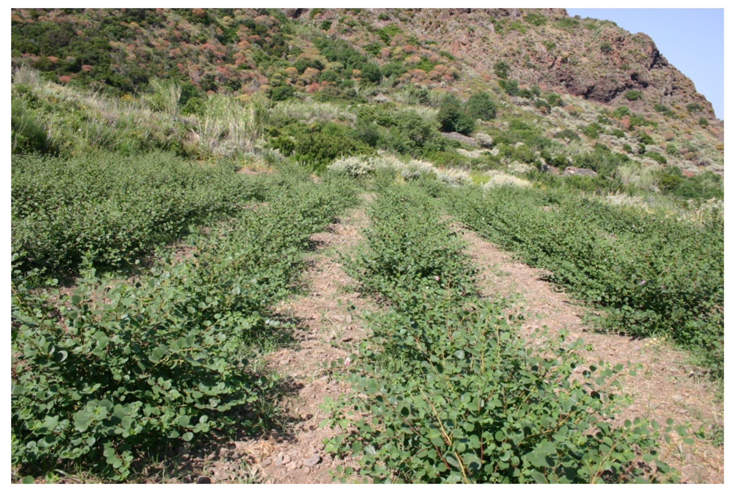 Horticulturae 07 00316 g002