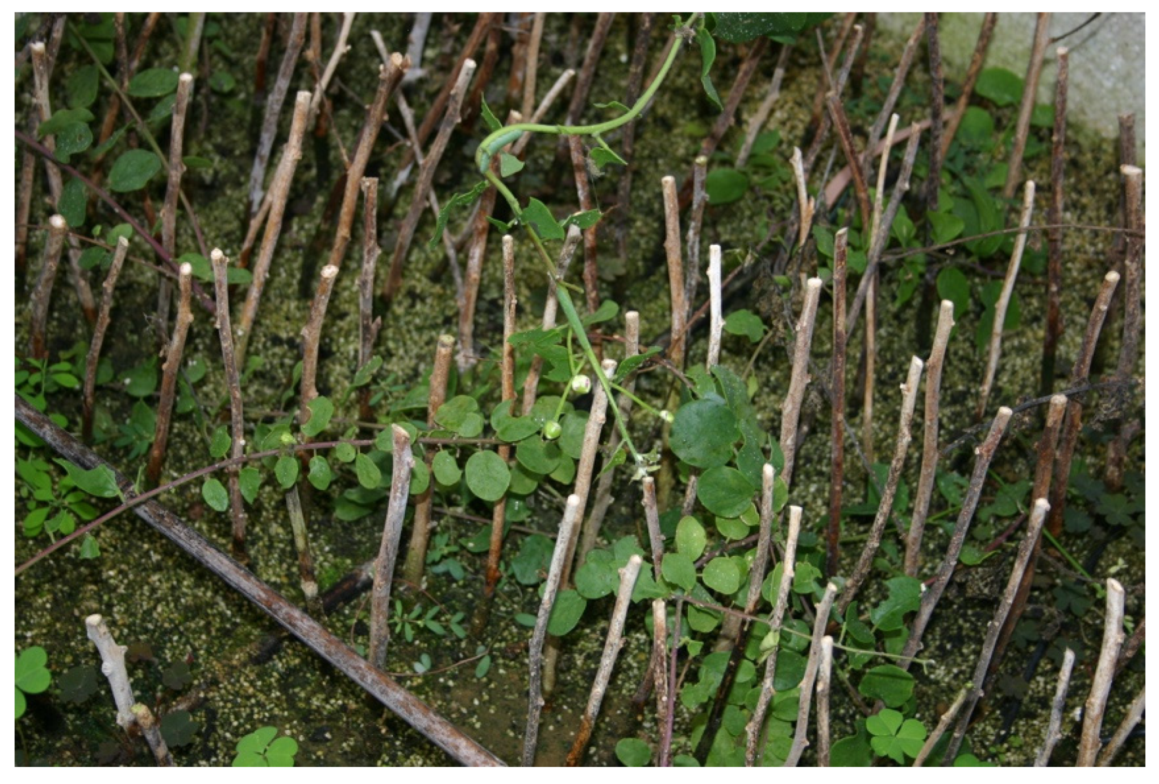 Horticulturae 07 00316 g004