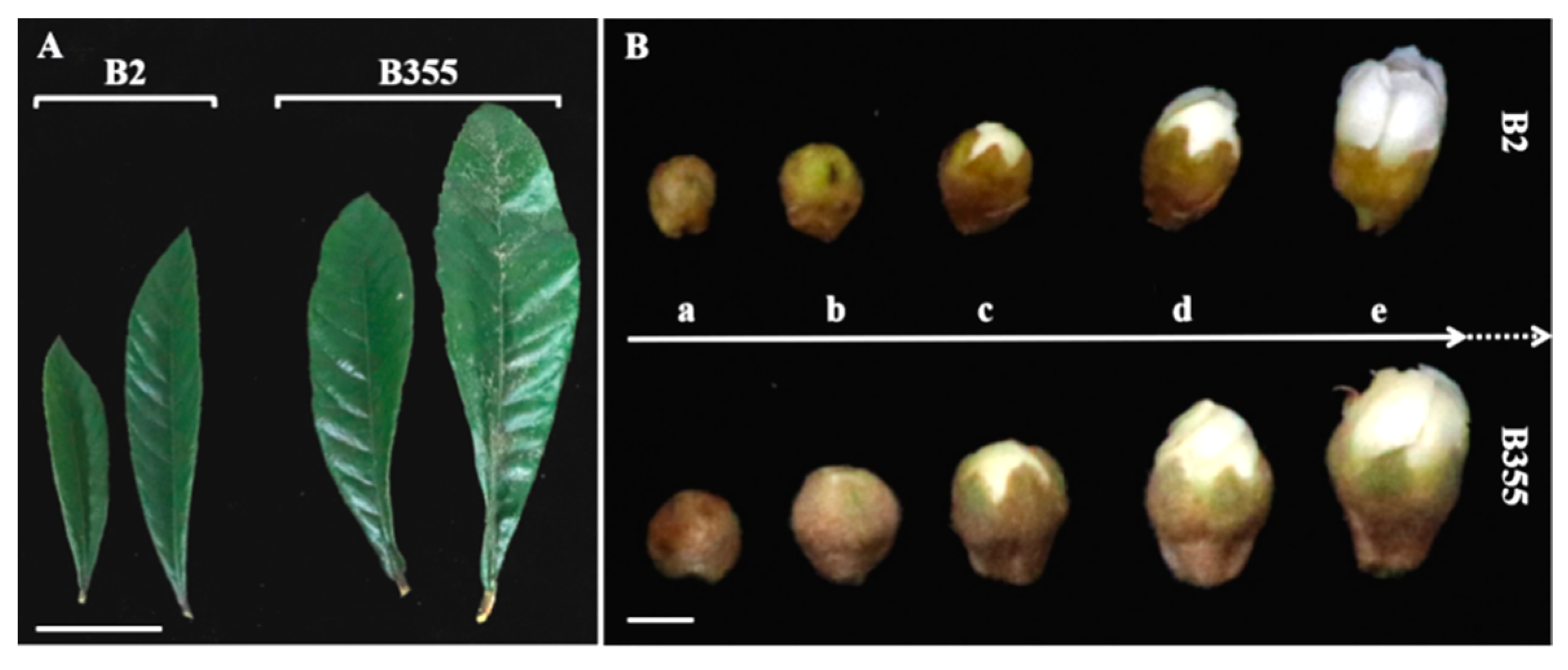 Horticulturae 07 00323 g001 550
