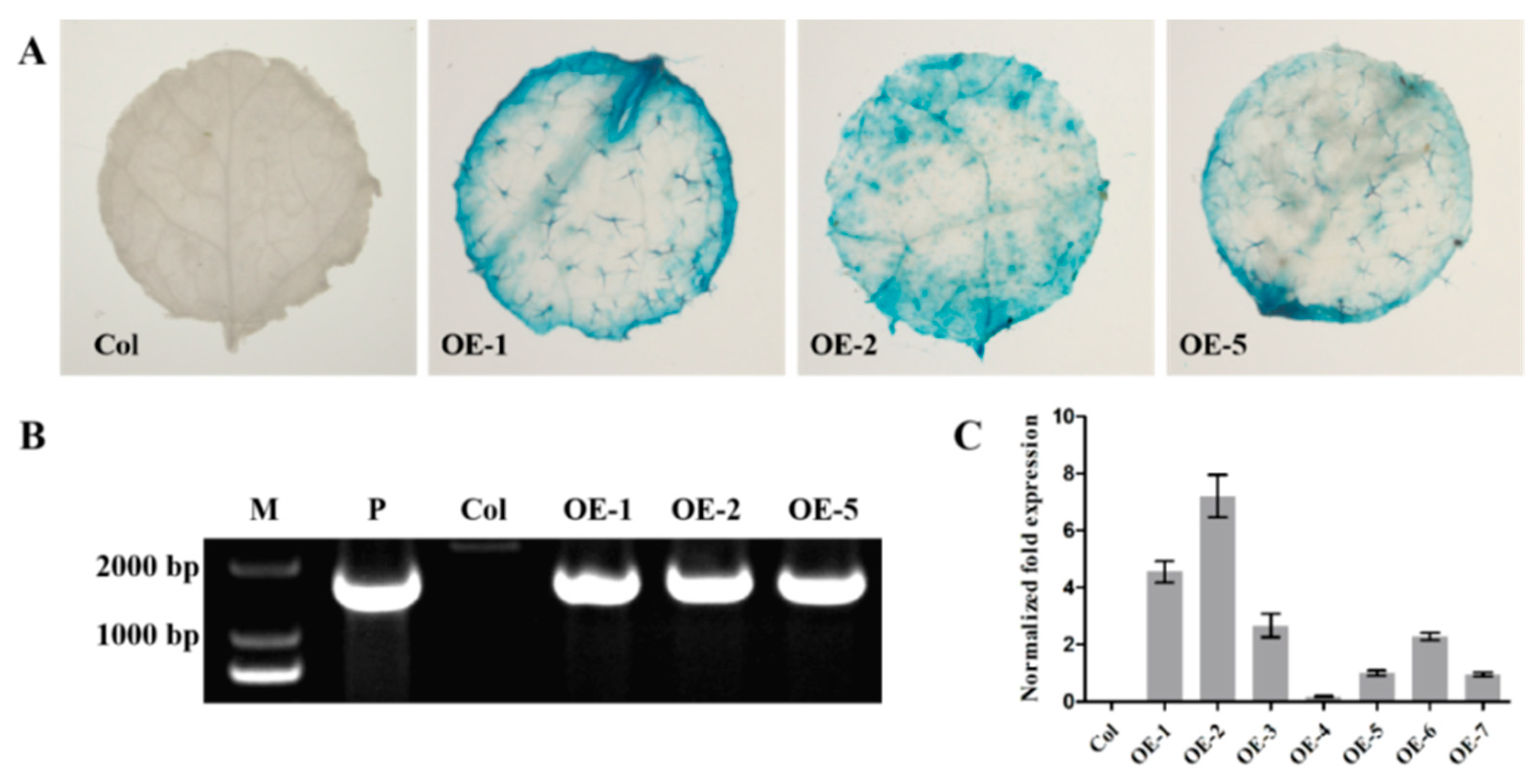 Horticulturae 07 00323 g004 550
