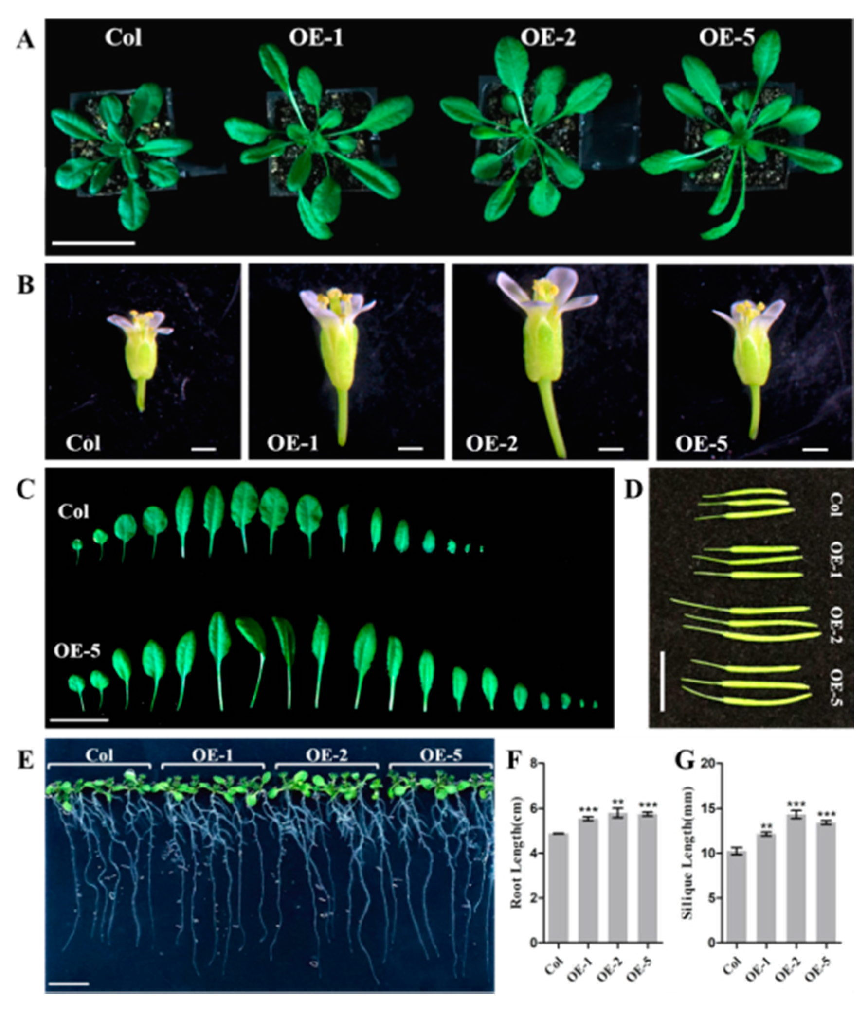 Horticulturae 07 00323 g005 550
