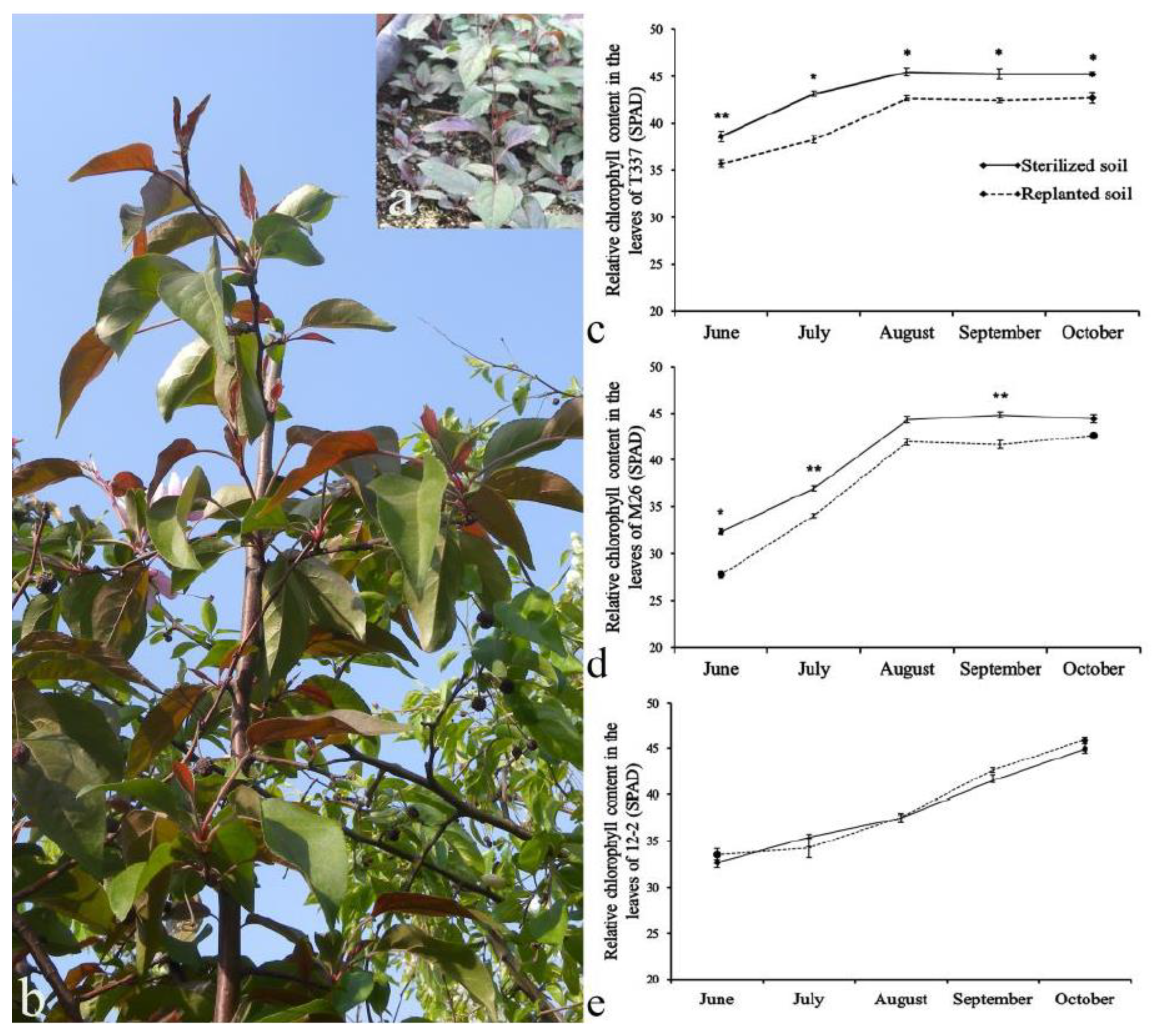 Horticulturae 07 00337 g001