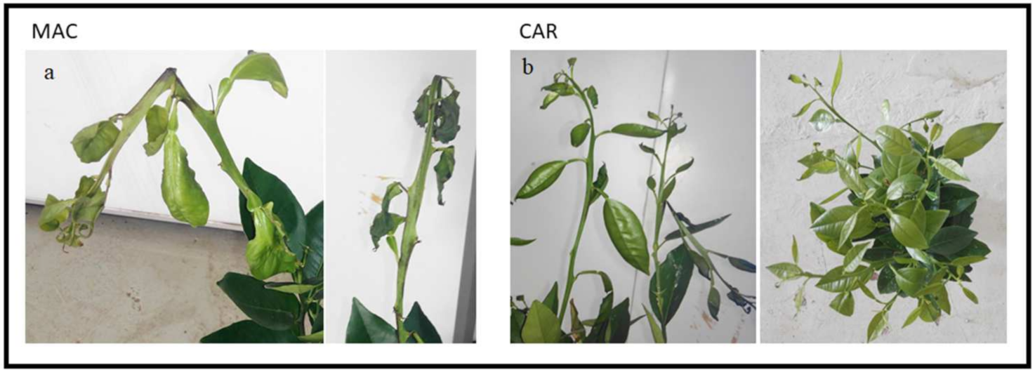 Horticulturae 07 00340 g001