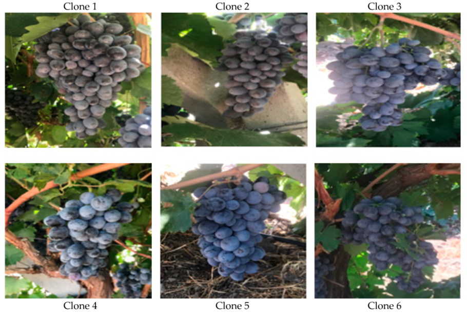 Horticulturae 07 00346 g001