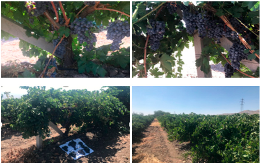 Horticulturae 07 00346 g002