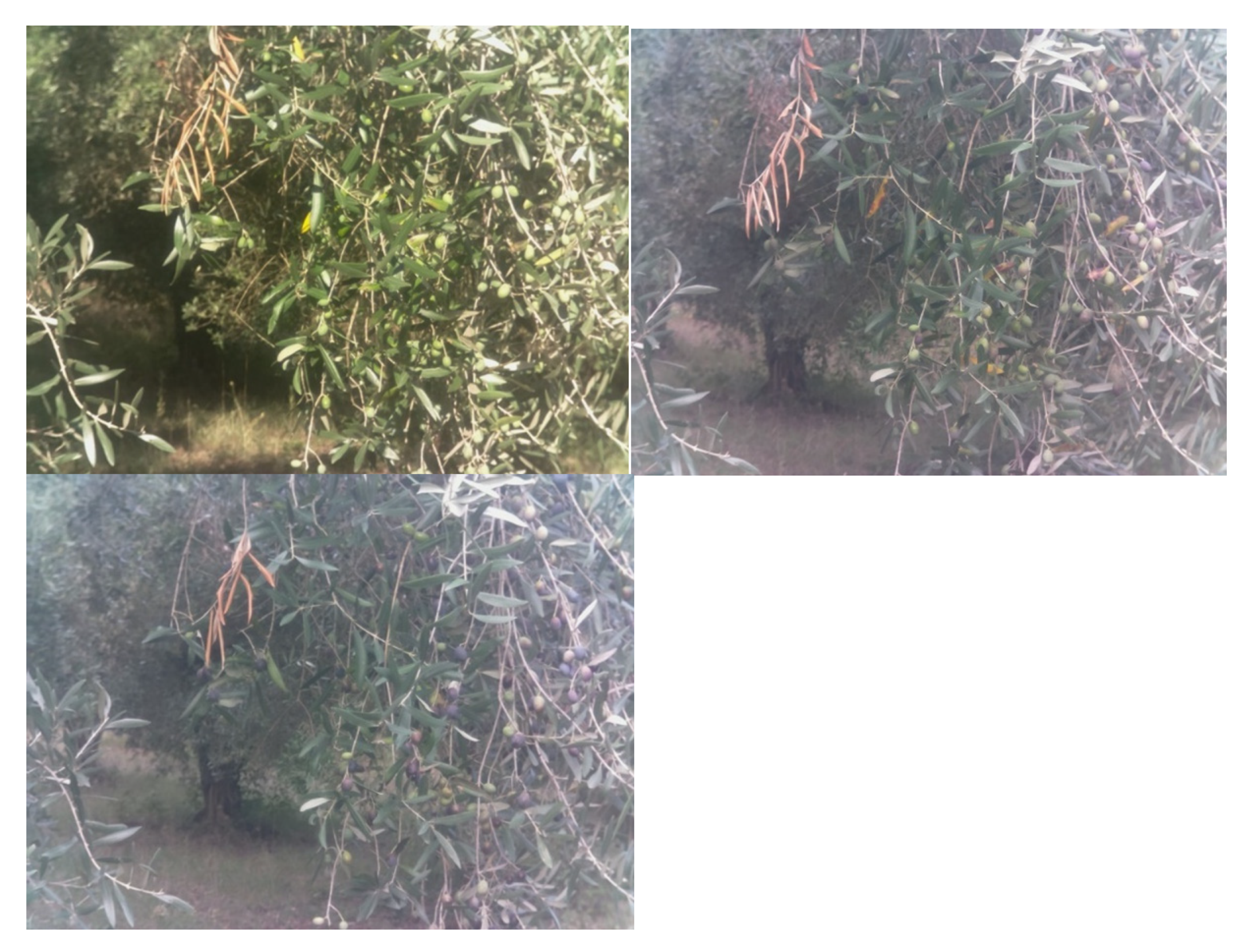 Horticulturae 07 00349 g012 550