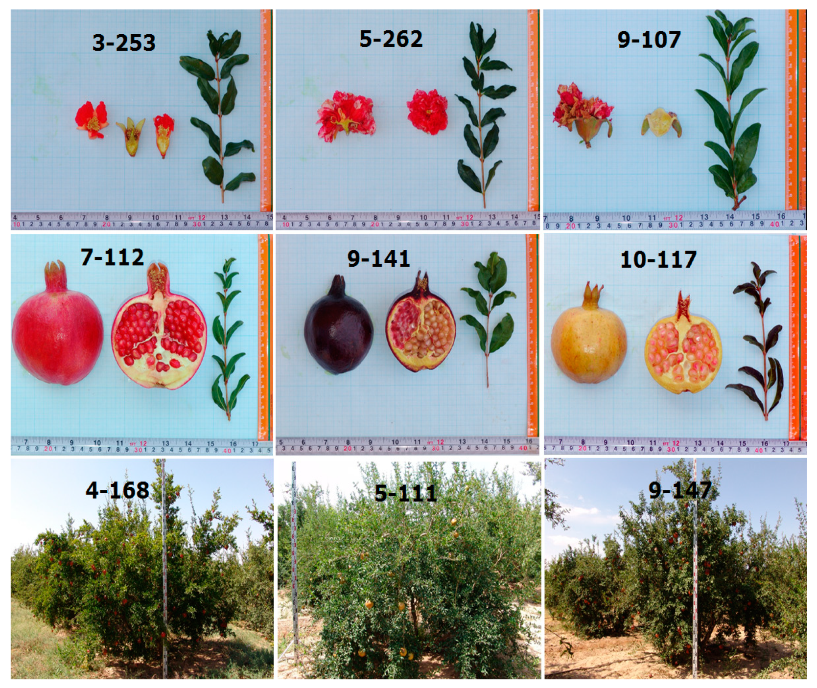 Horticulturae 07 00350 g001