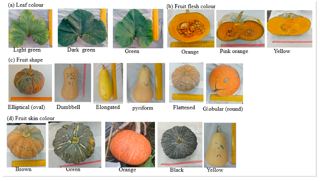 Horticulturae 07 00352 g008 Horticulturae 07 00352 g008