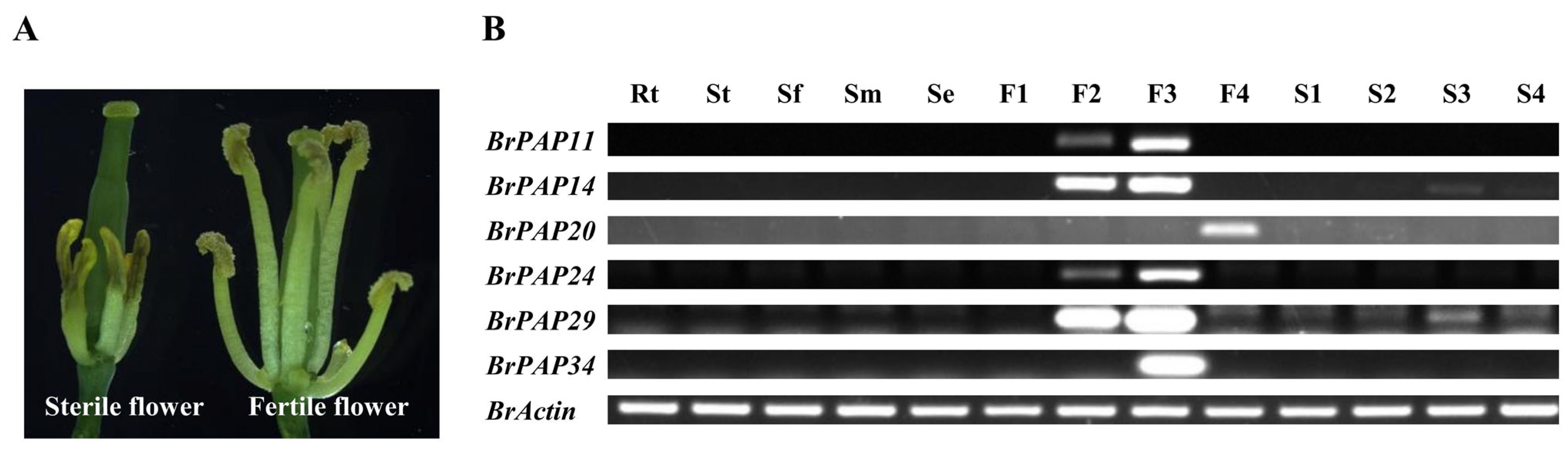 Horticulturae 07 00363 g005 550