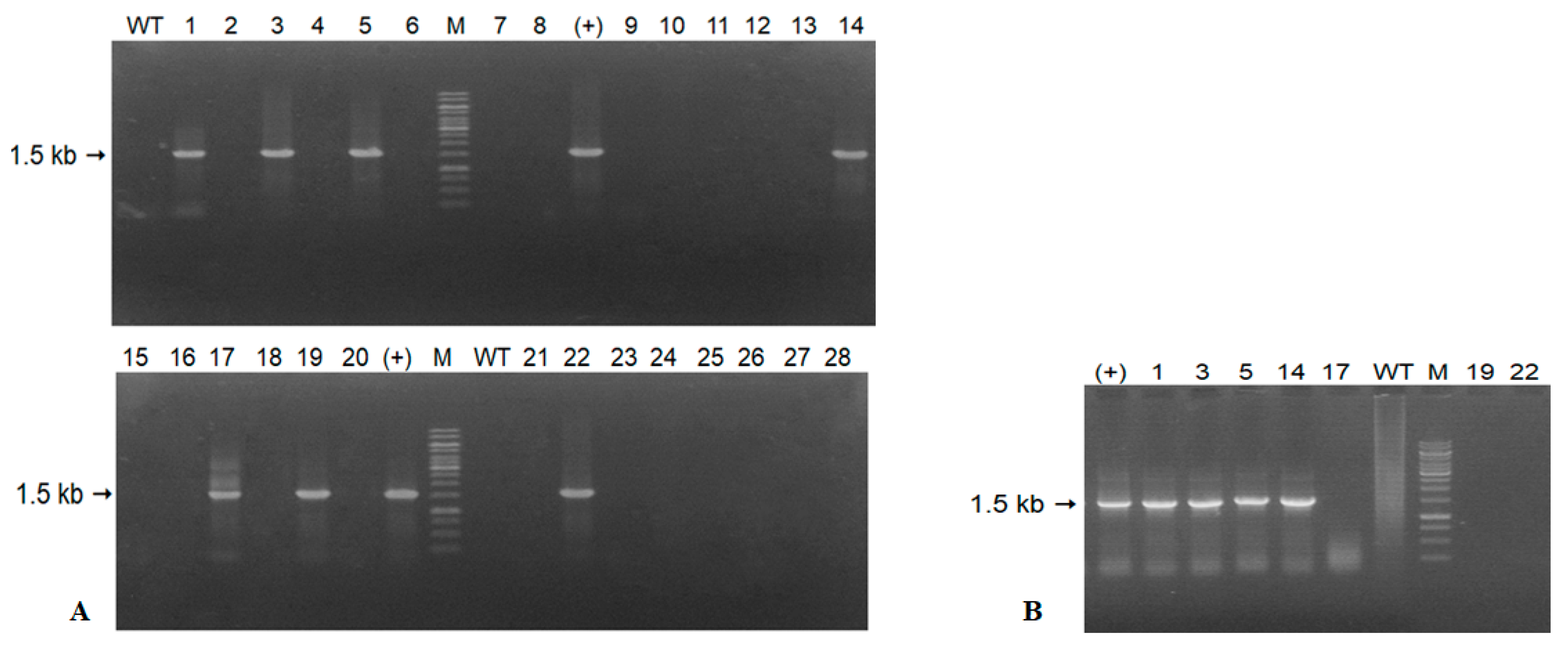 Horticulturae 07 00384 g002