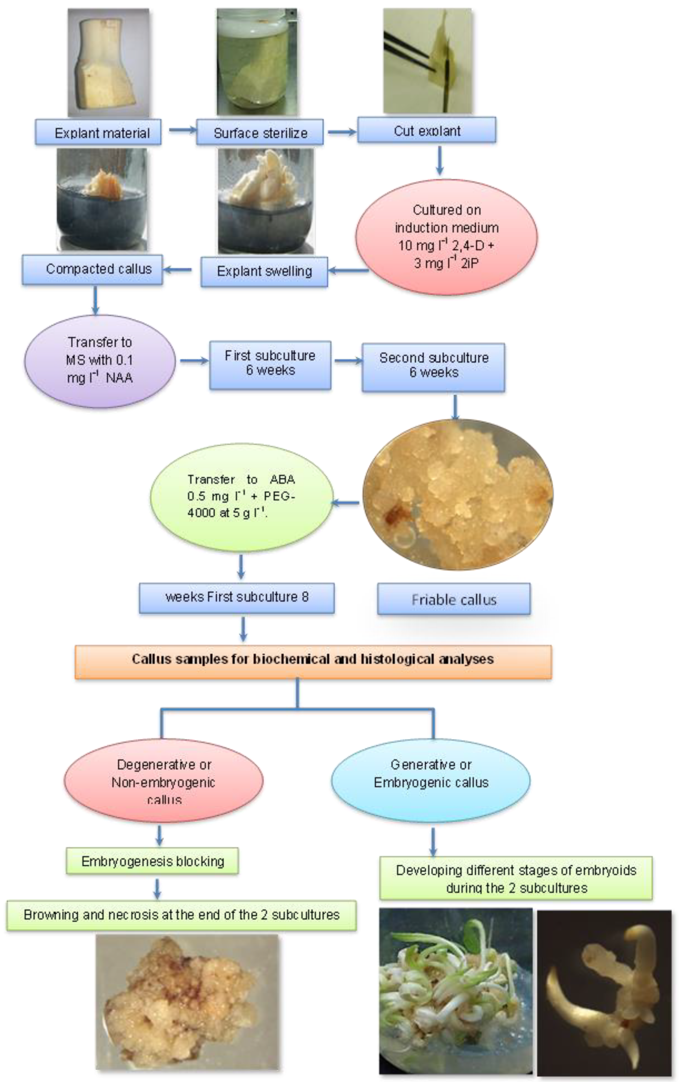 Horticulturae 07 00393 g001 Horticulturae 07 00393 g001