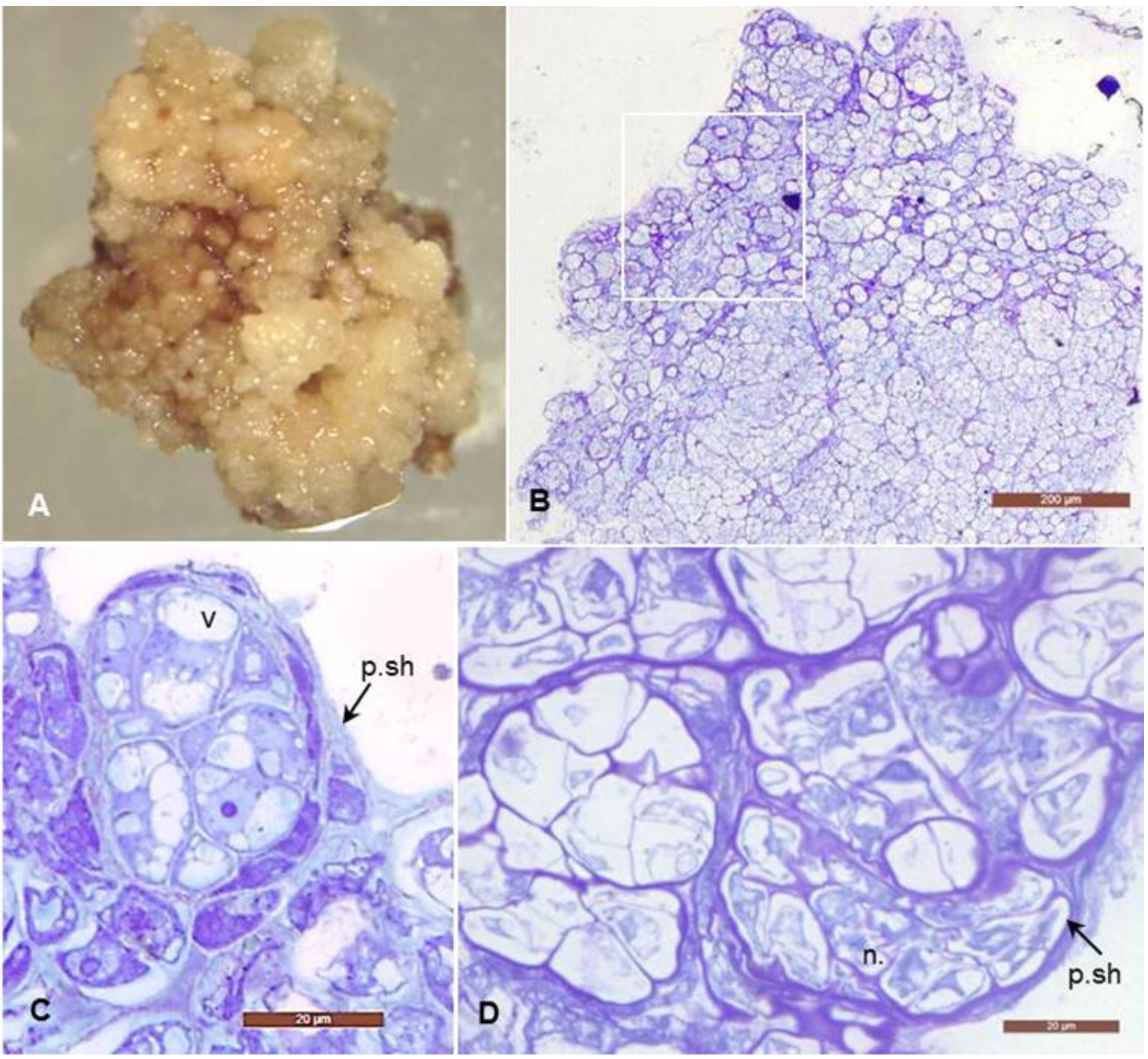 Horticulturae 07 00393 g002 Horticulturae 07 00393 g002