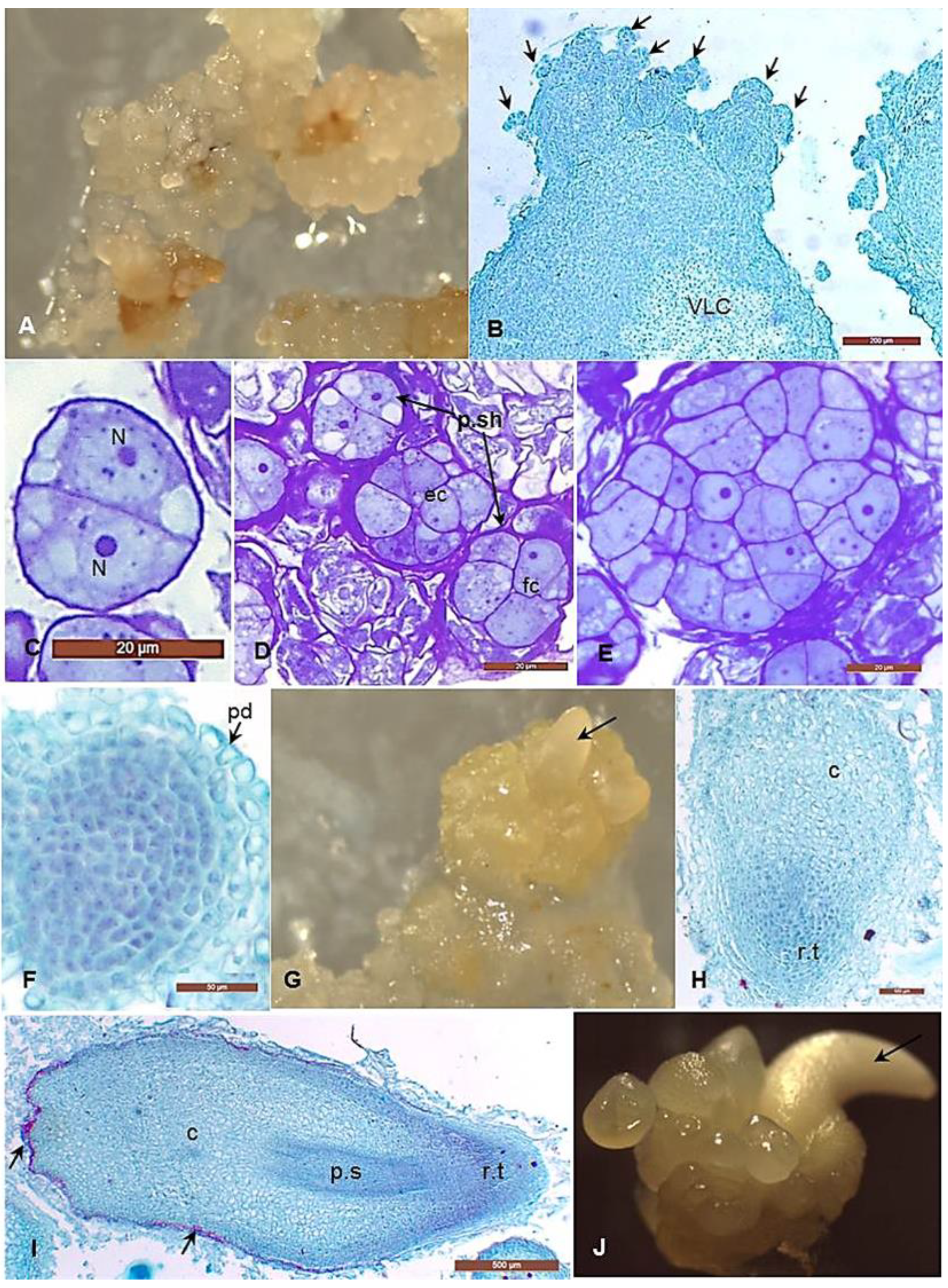 Horticulturae 07 00393 g003 Horticulturae 07 00393 g003