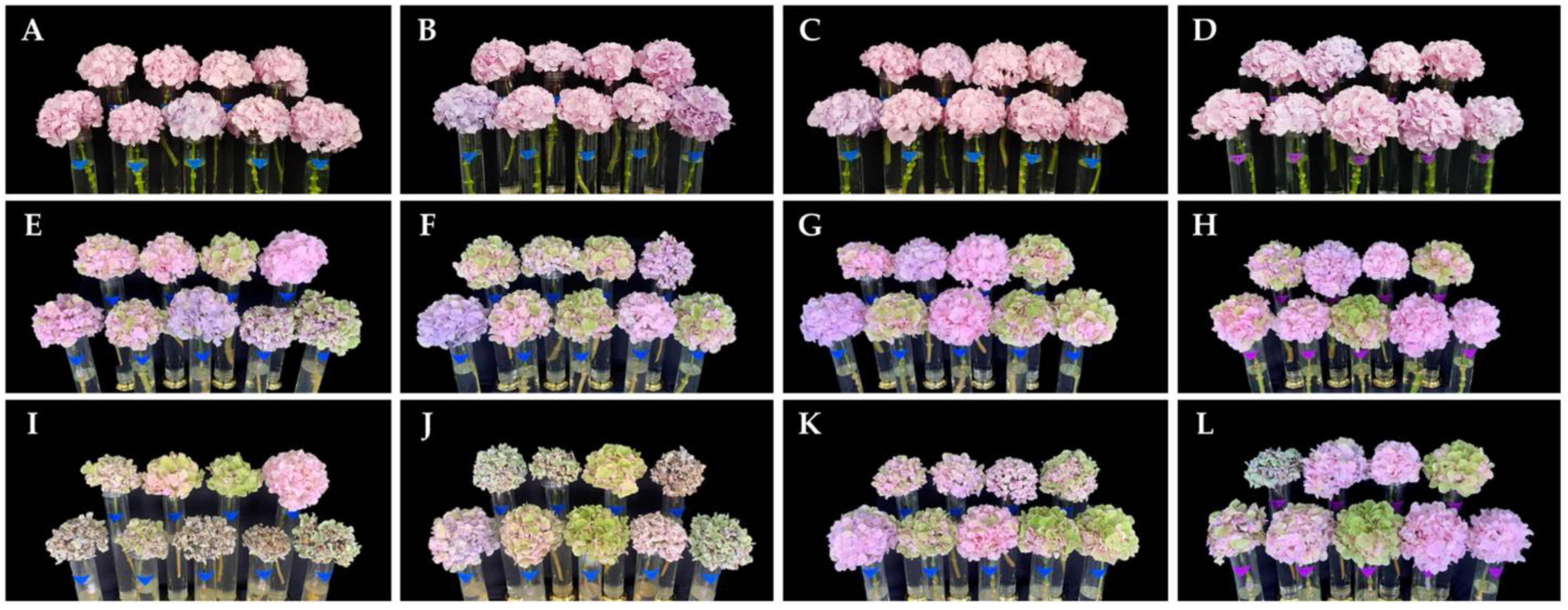 Horticulturae 07 00406 g006 Horticulturae 07 00406 g006
