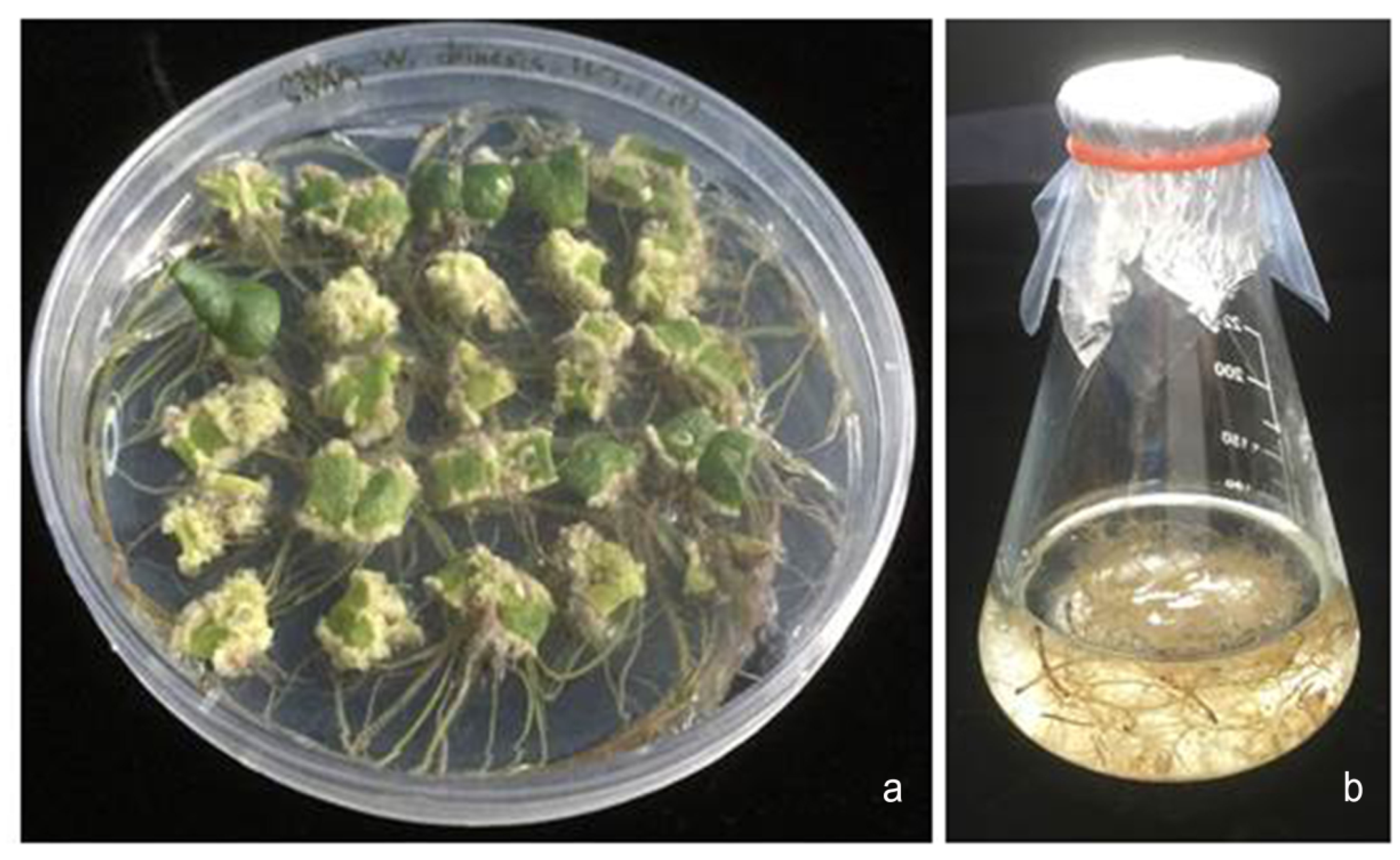 Horticulturae 07 00407 g001 Horticulturae 07 00407 g001