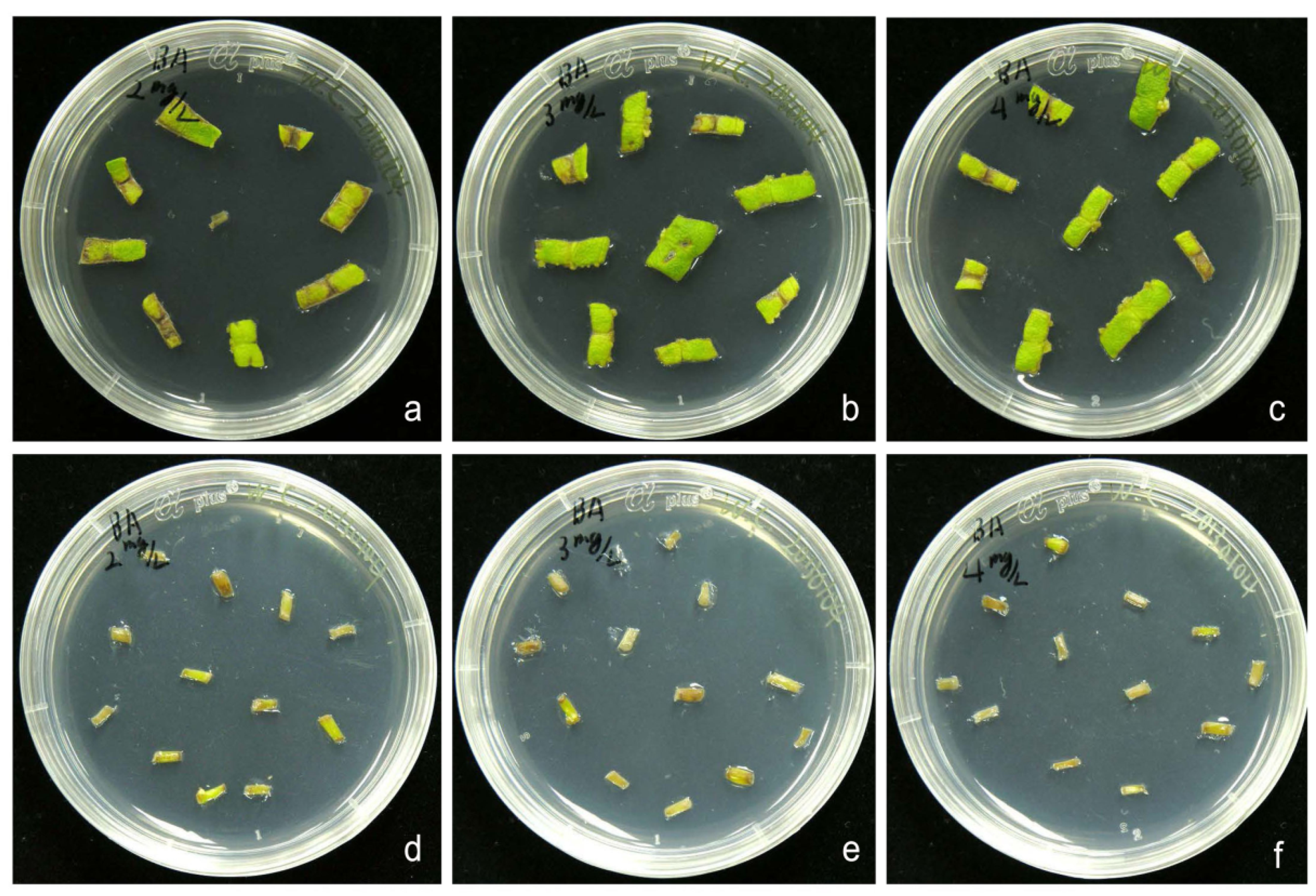 Horticulturae 07 00407 g002 Horticulturae 07 00407 g002