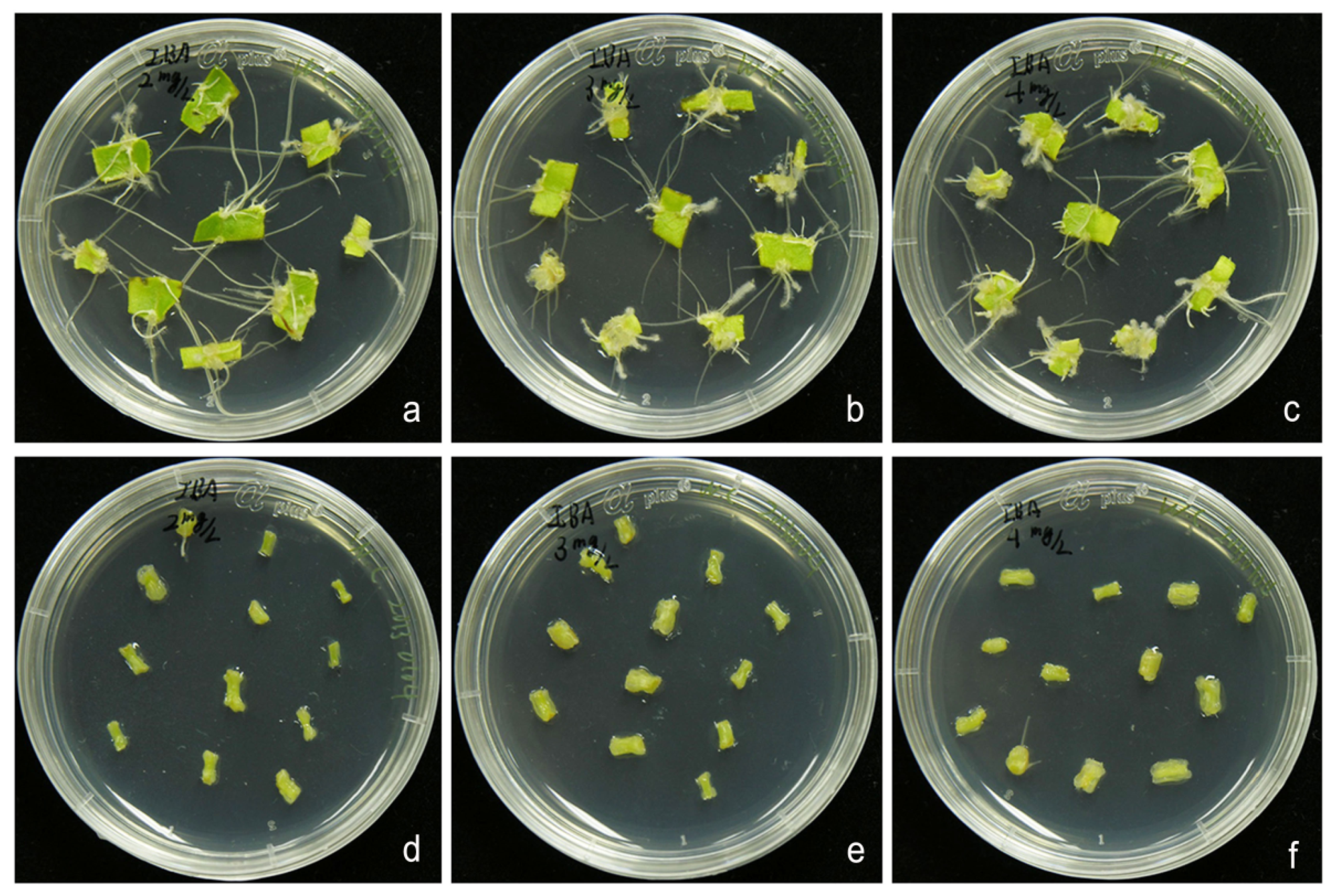 Horticulturae 07 00407 g003 Horticulturae 07 00407 g003