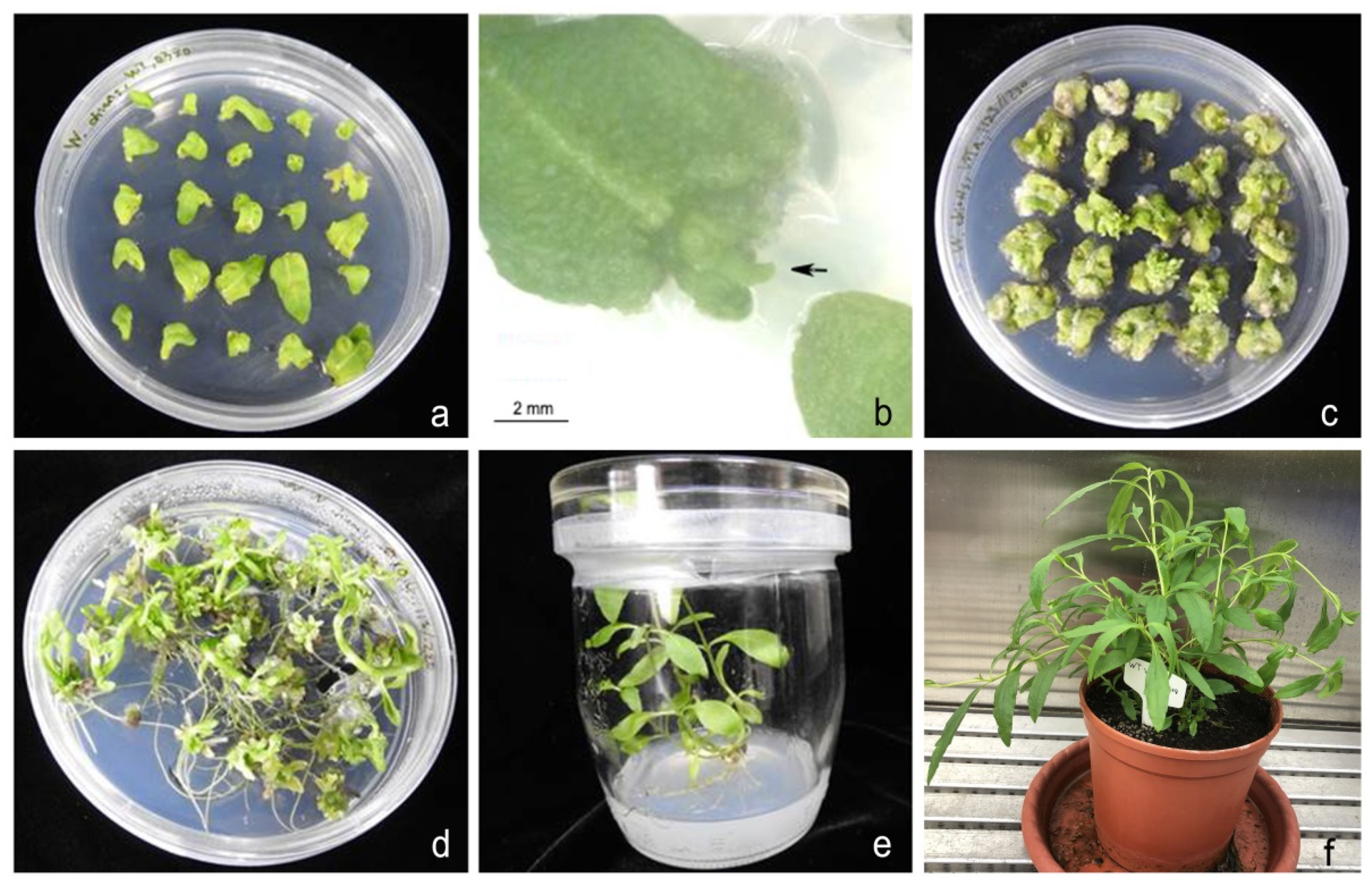 Horticulturae 07 00407 g004 Horticulturae 07 00407 g004
