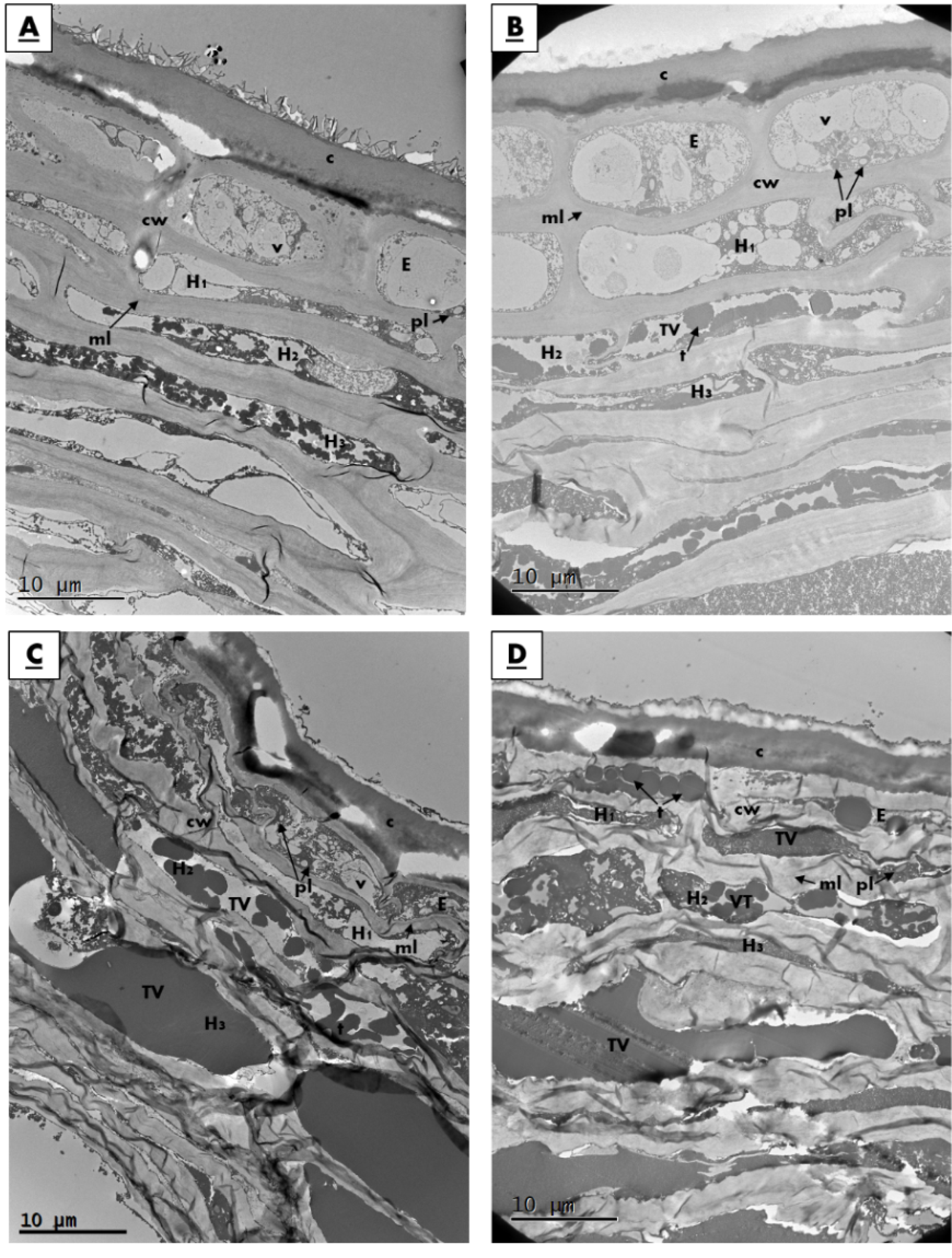 Horticulturae 07 00413 g004