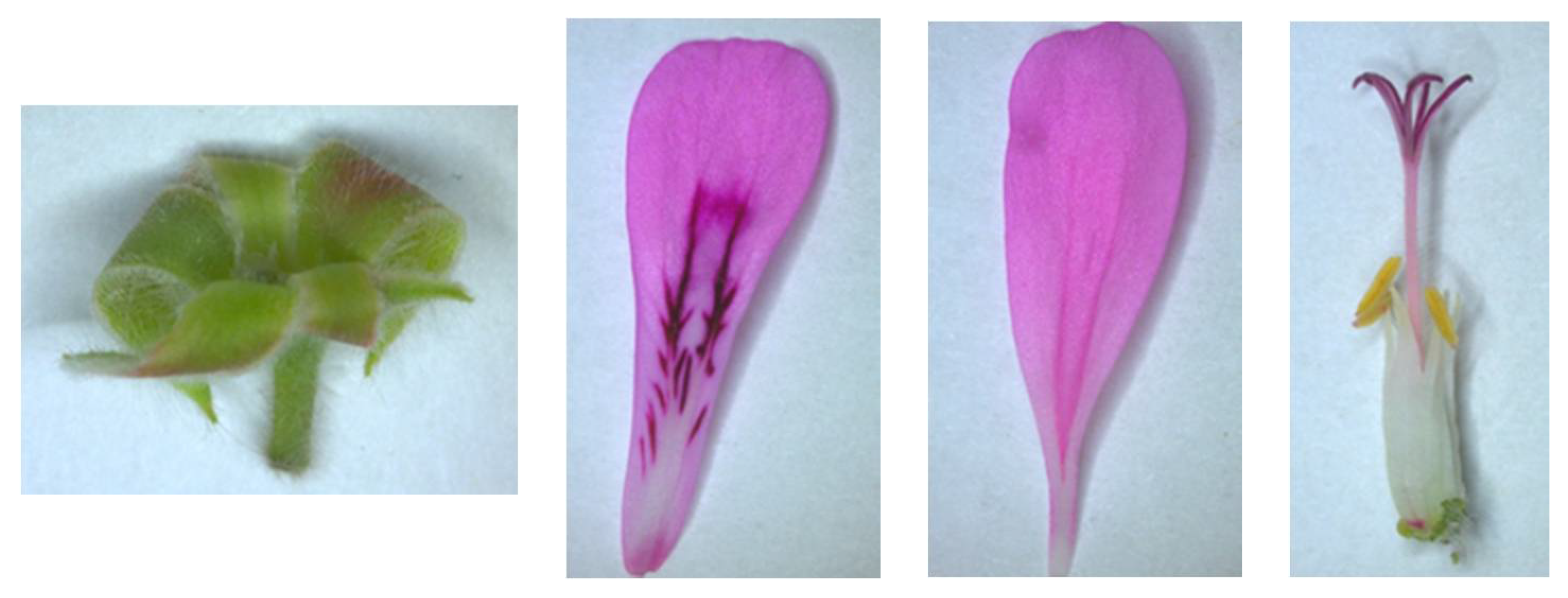 Horticulturae 07 00419 g002