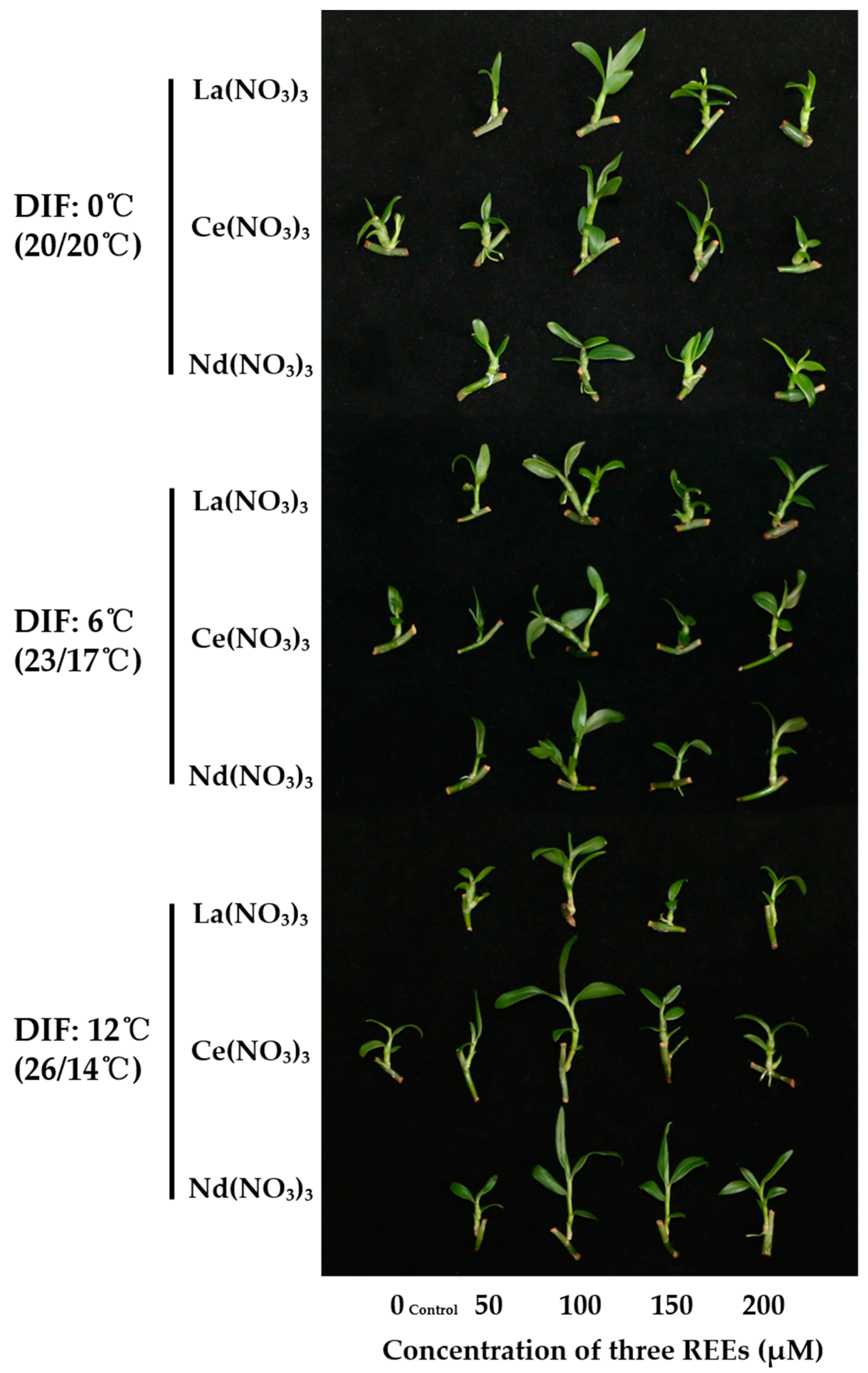 Horticulturae 07 00425 g004 Horticulturae 07 00425 g004