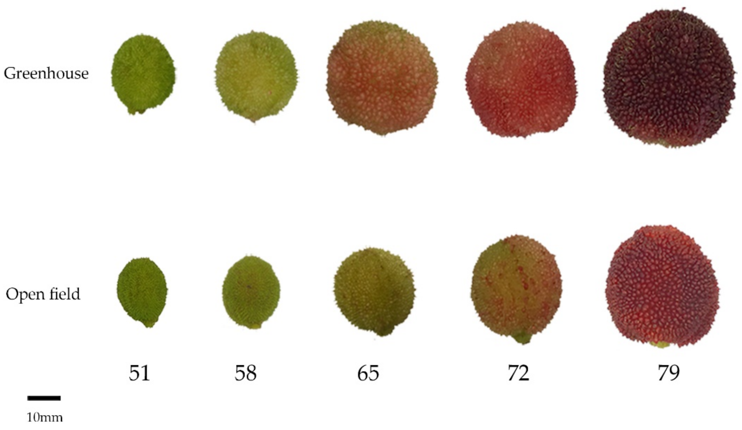 Horticulturae 07 00429 g002