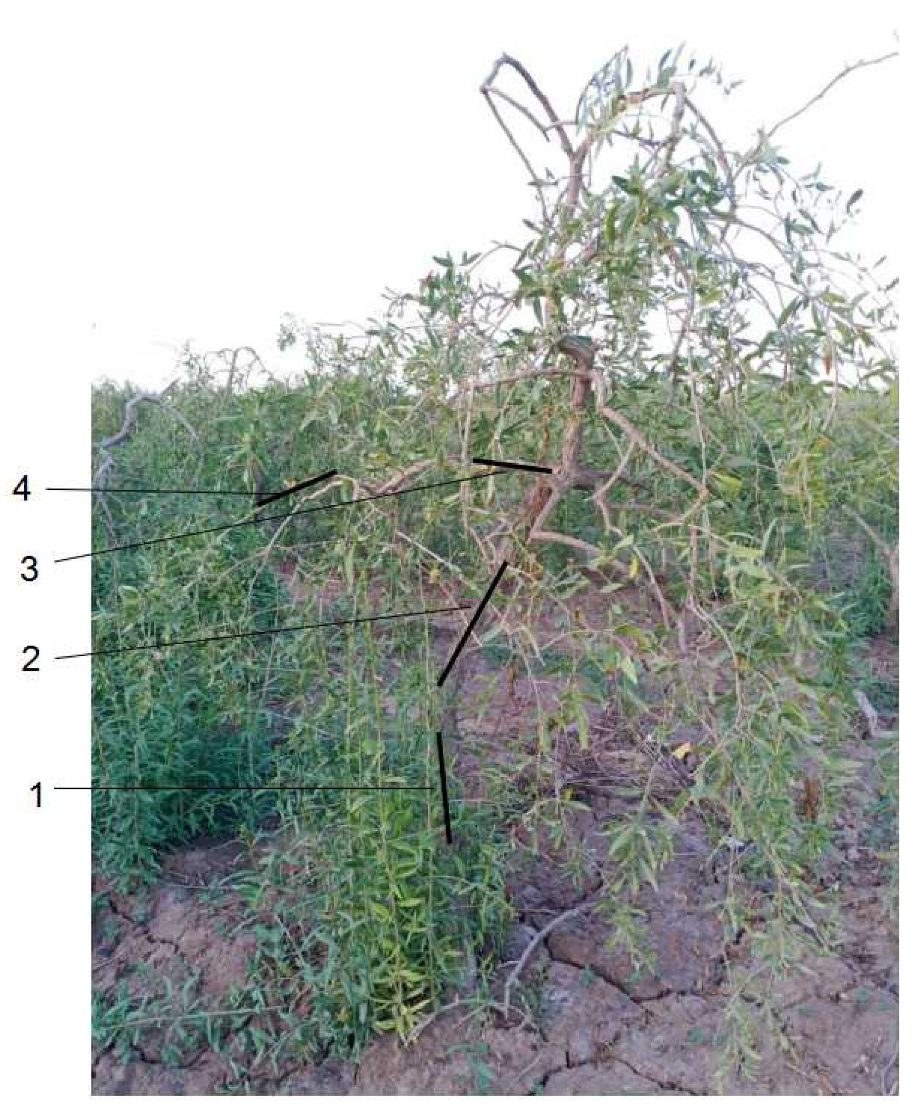 Horticulturae 07 00434 g001 550