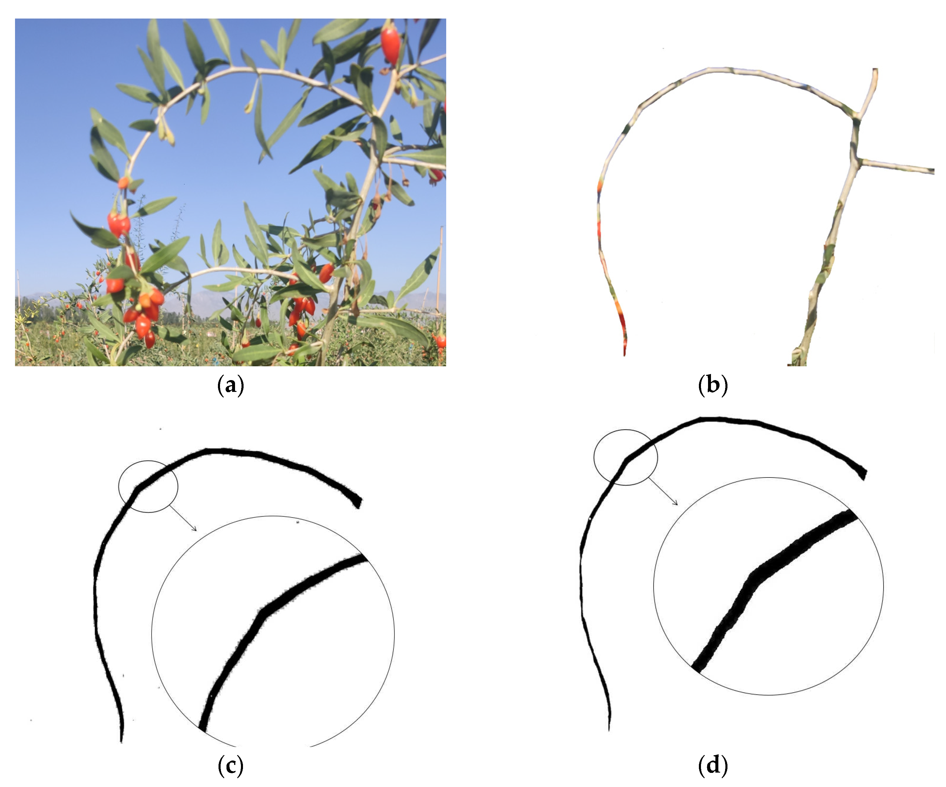 Horticulturae 07 00434 g009a 550
