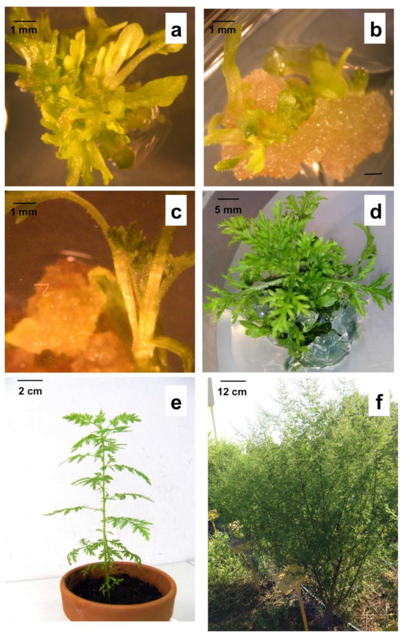 Horticulturae 07 00438 g001 Horticulturae 07 00438 g001